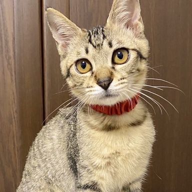 ぐり