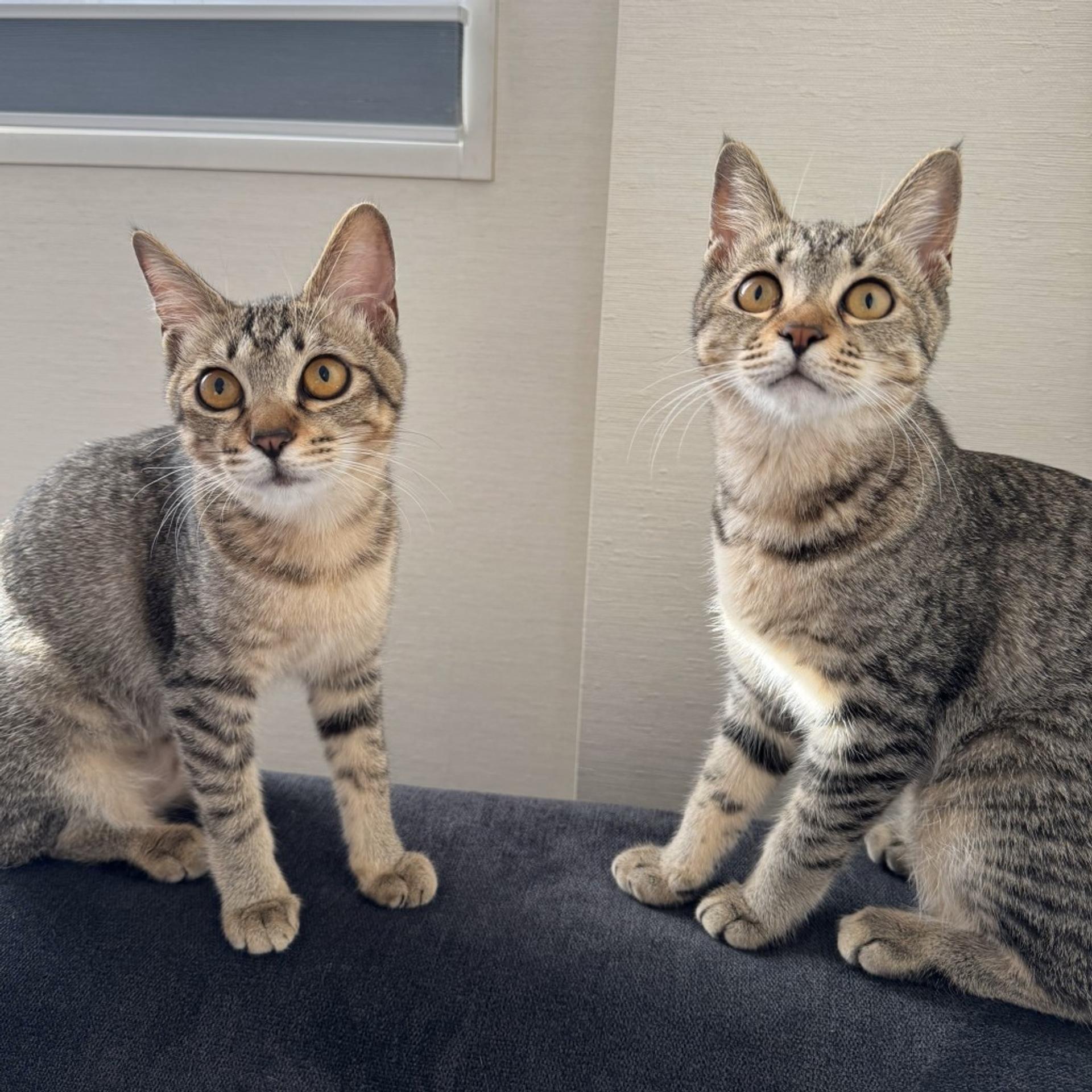 pet-image-6