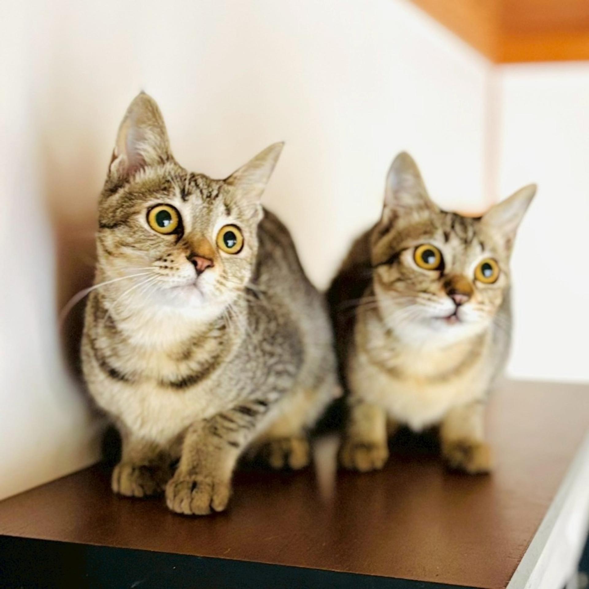 pet-image-4