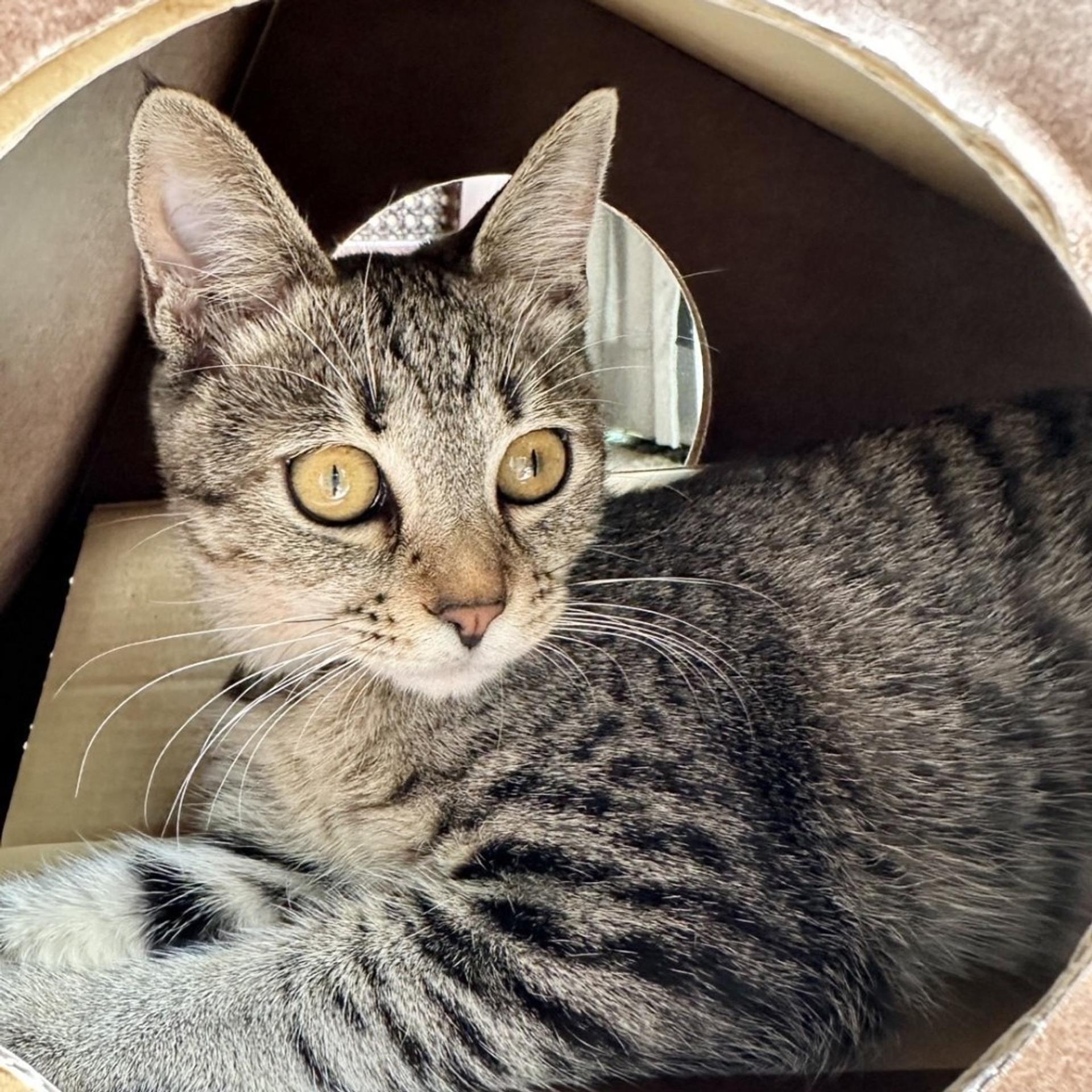 pet-image-5