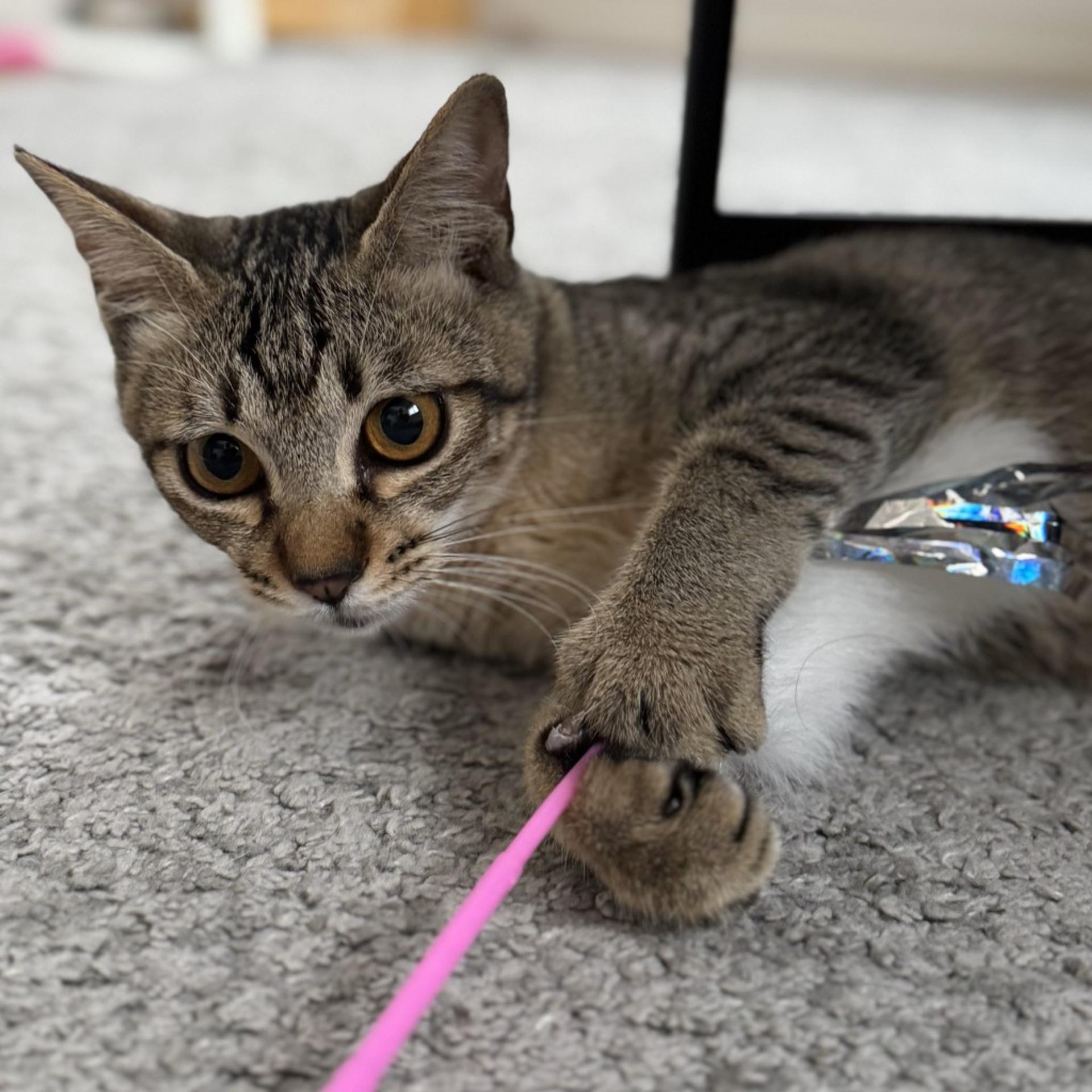 pet-image-8