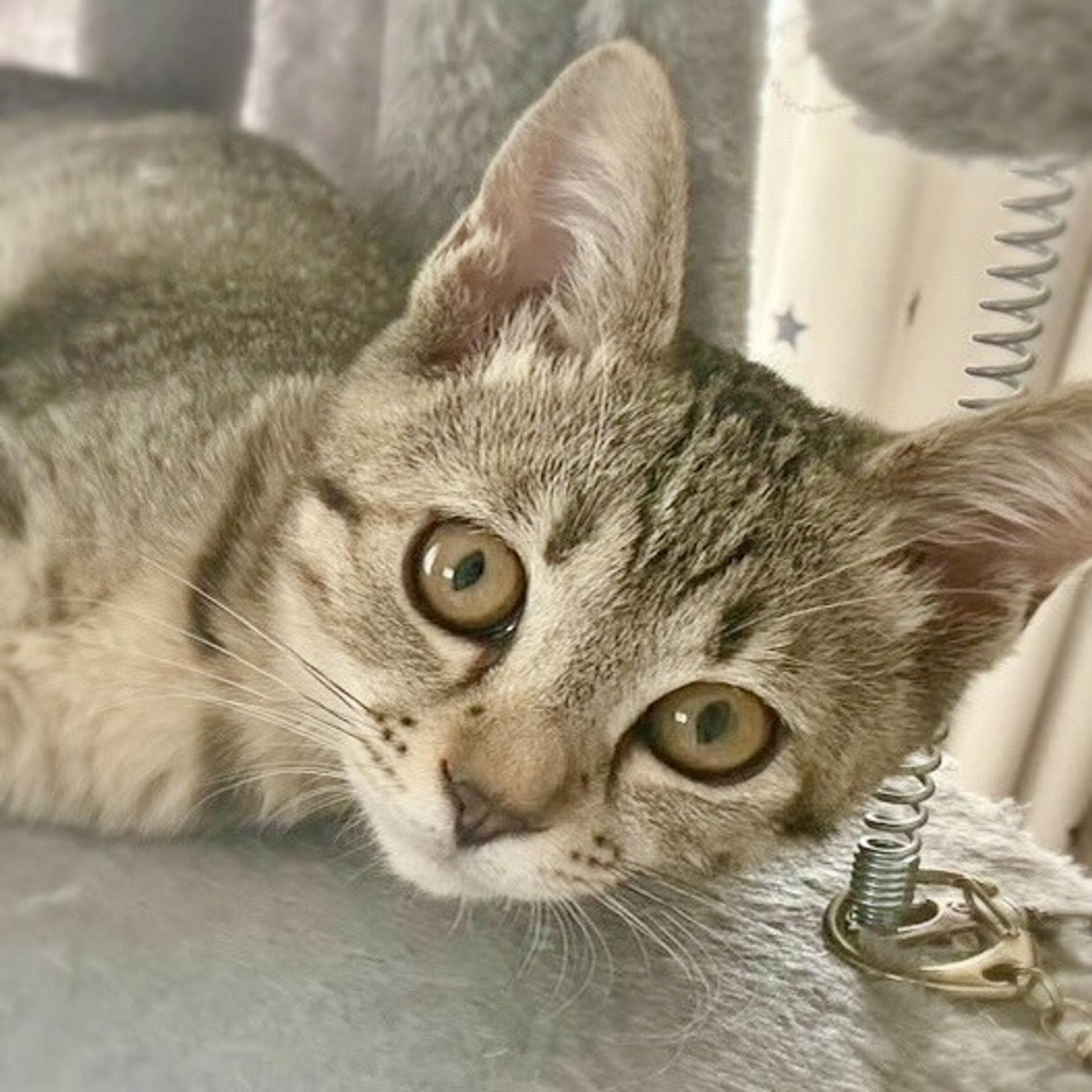 pet-image-9