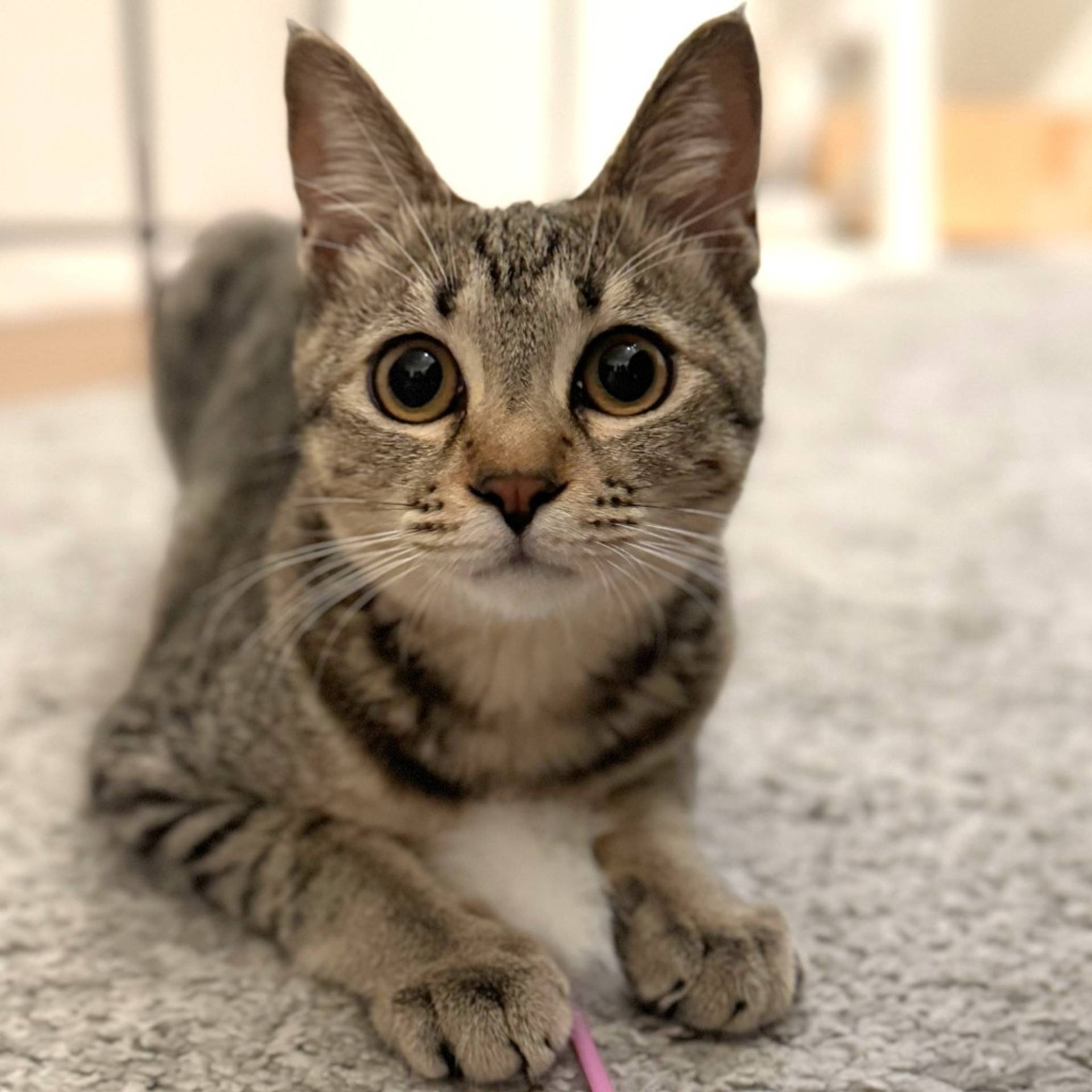 雑種（ミックス猫）・メスの里親募集の写真