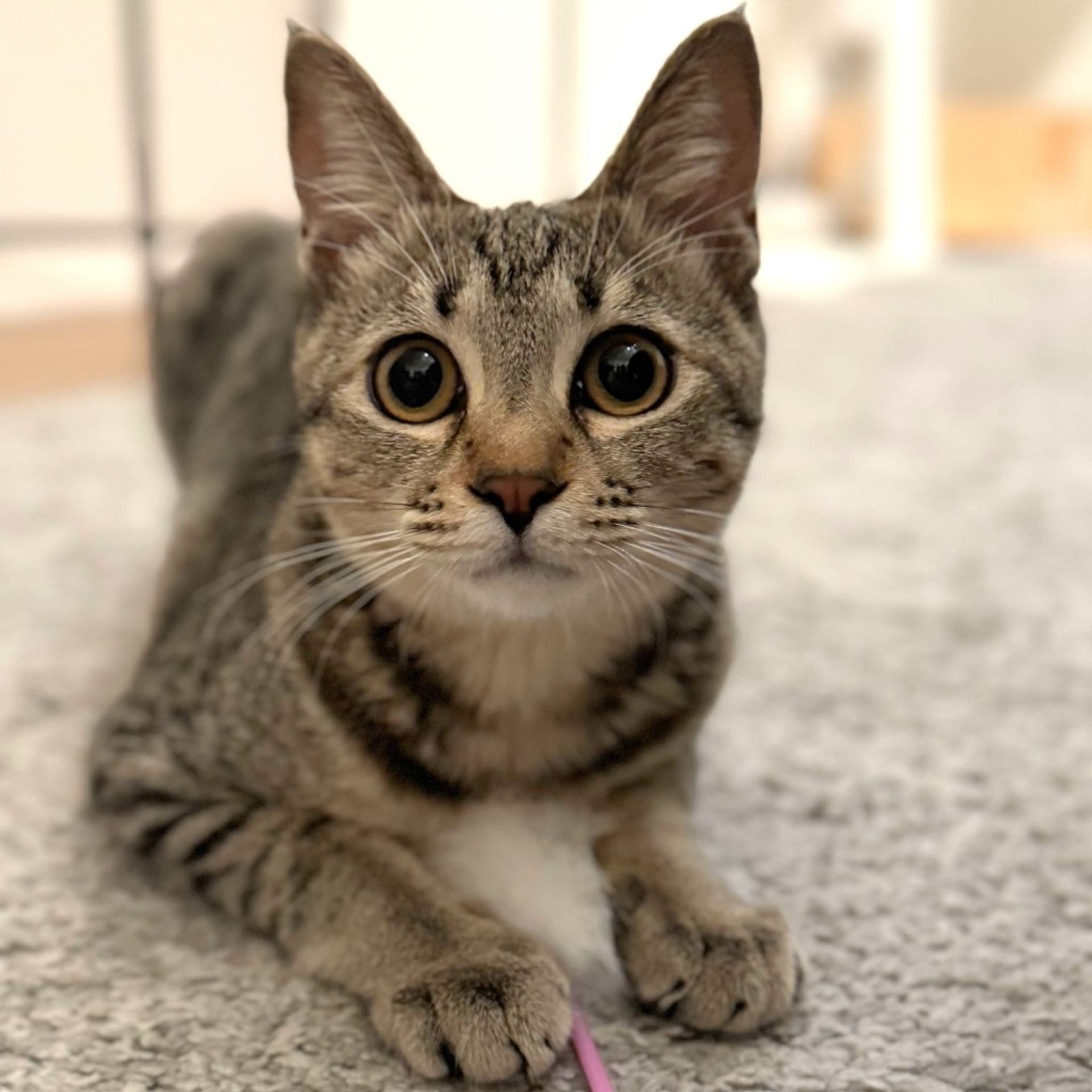 雑種（ミックス猫）・メスの里親募集の写真