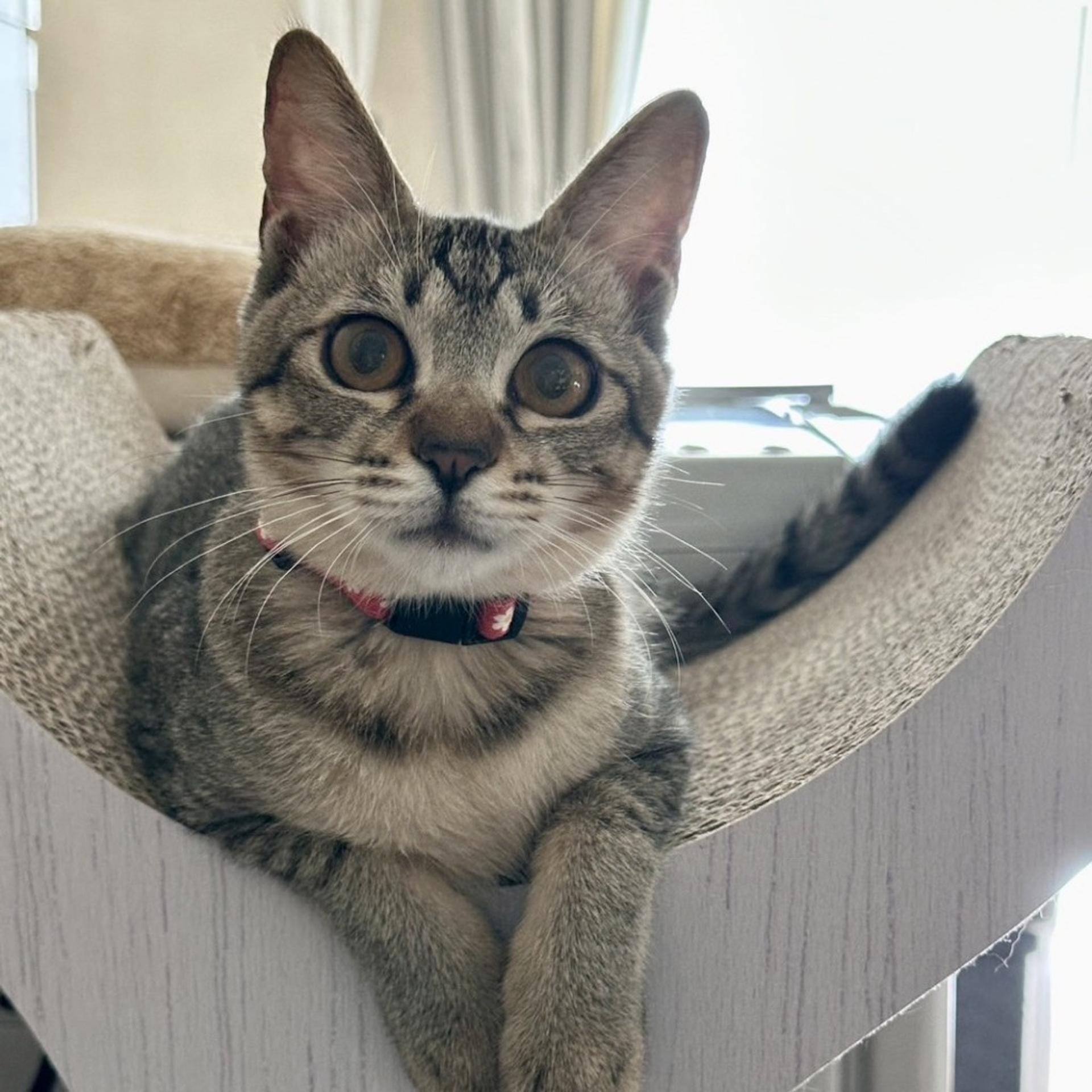 pet-image-5