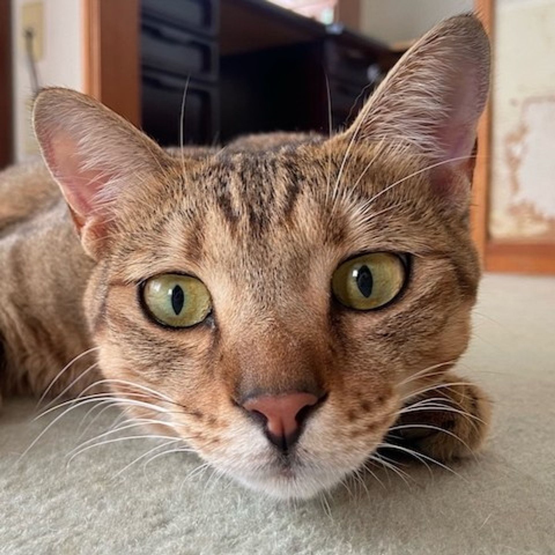 雑種（ミックス猫）・メスの里親募集の写真