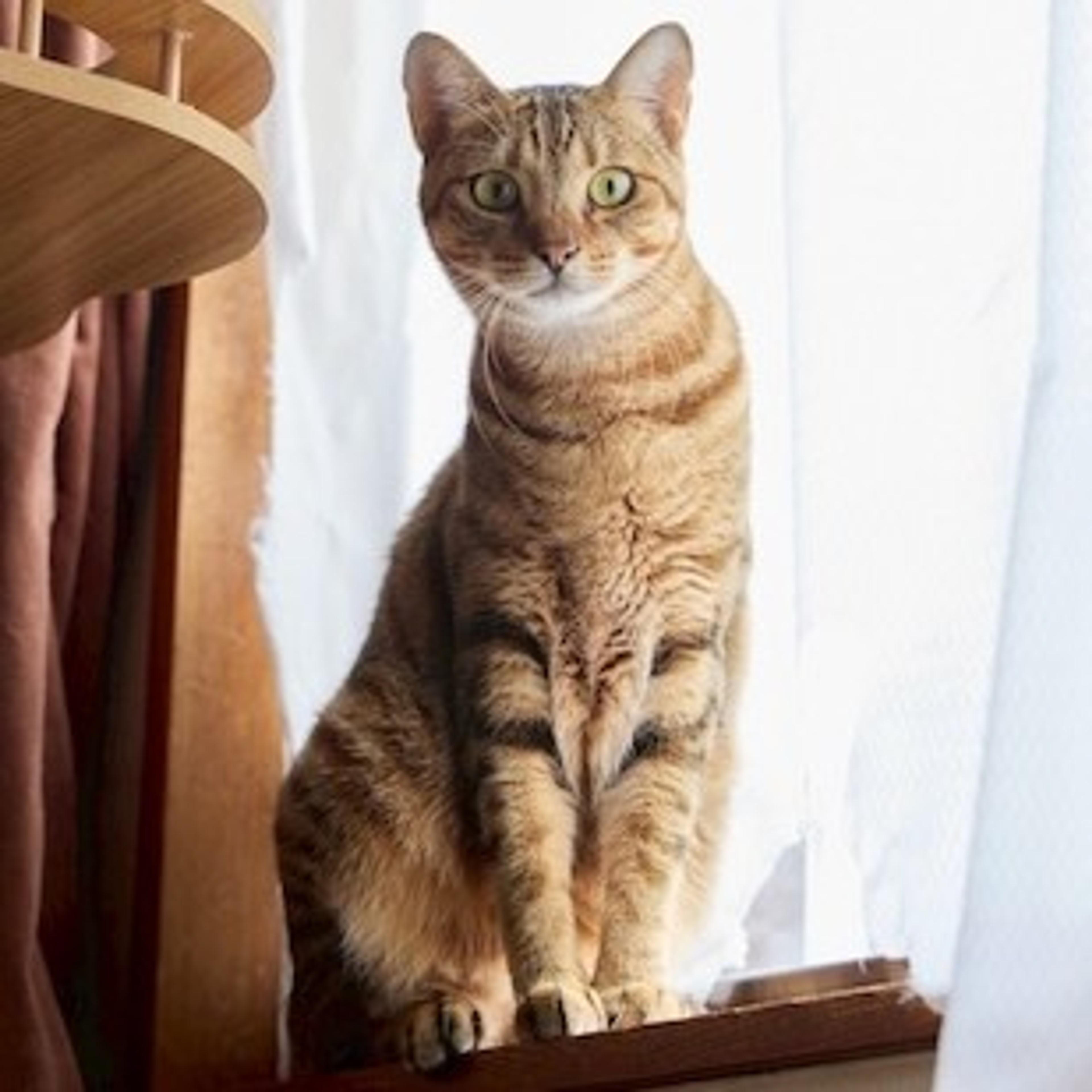pet-image-2