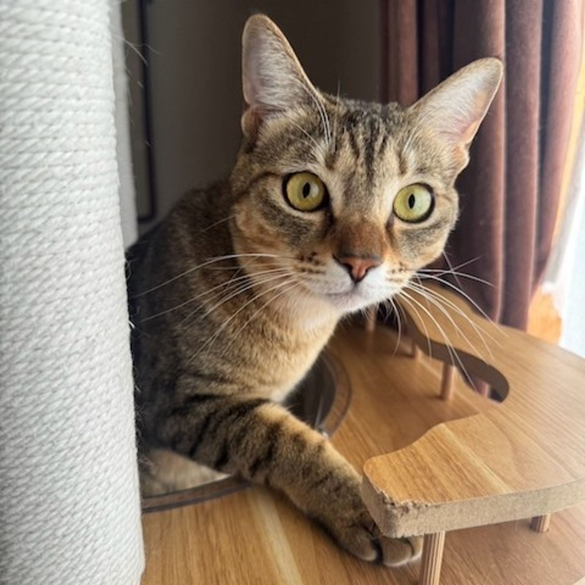 雑種（ミックス猫）・メスの里親募集の写真