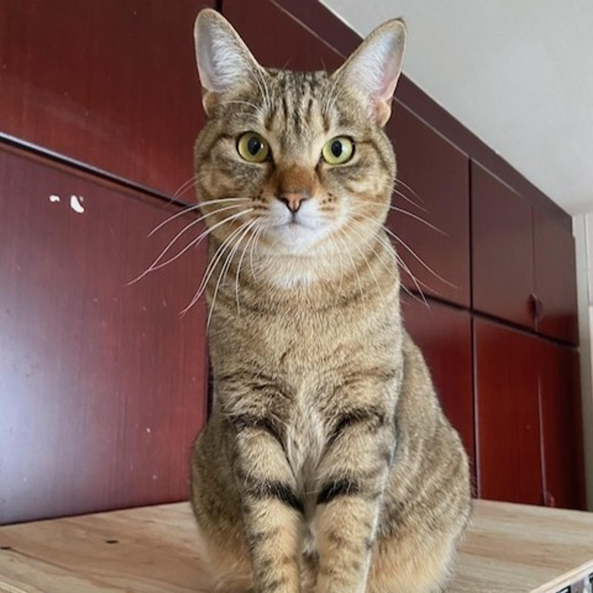pet-image-2