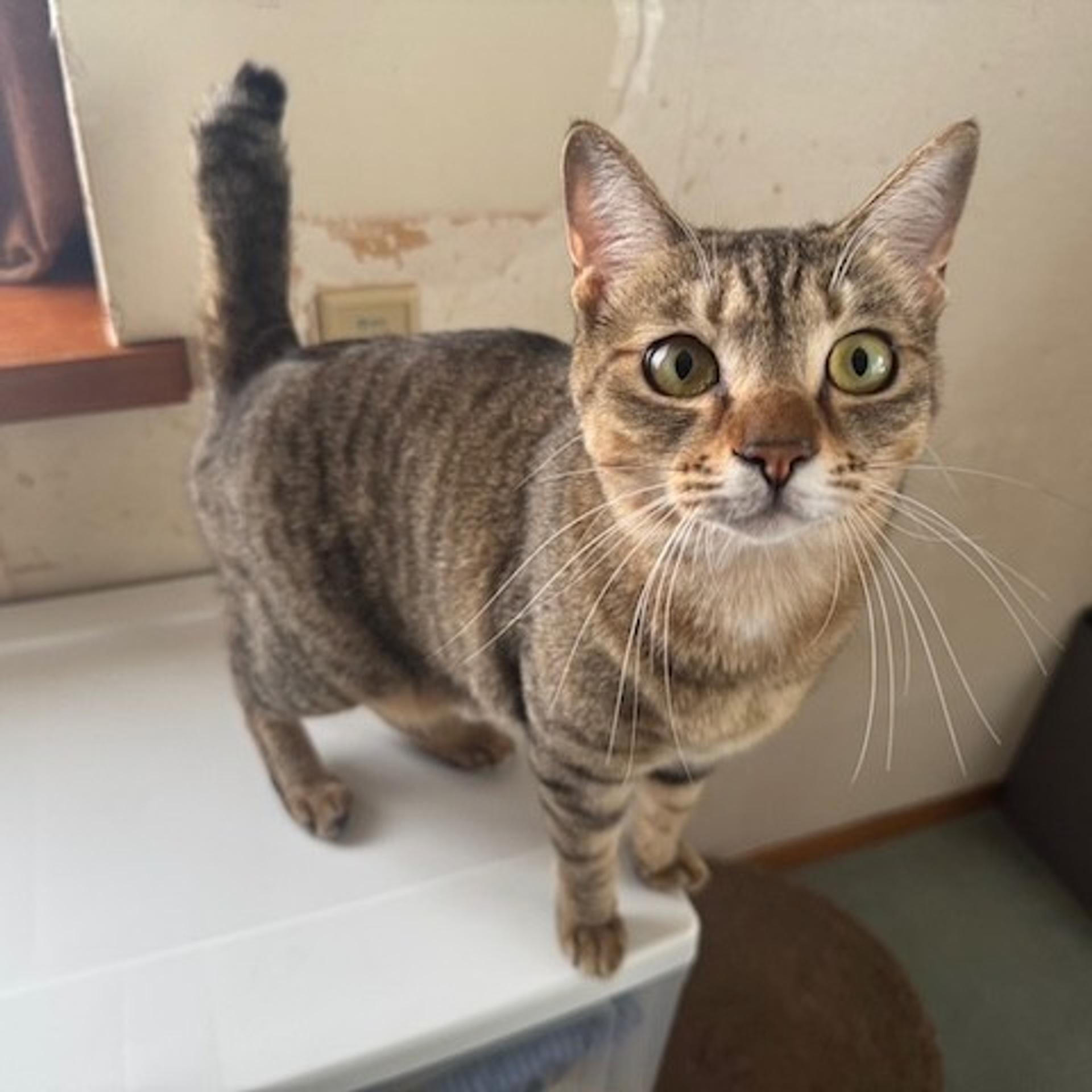 pet-image-3