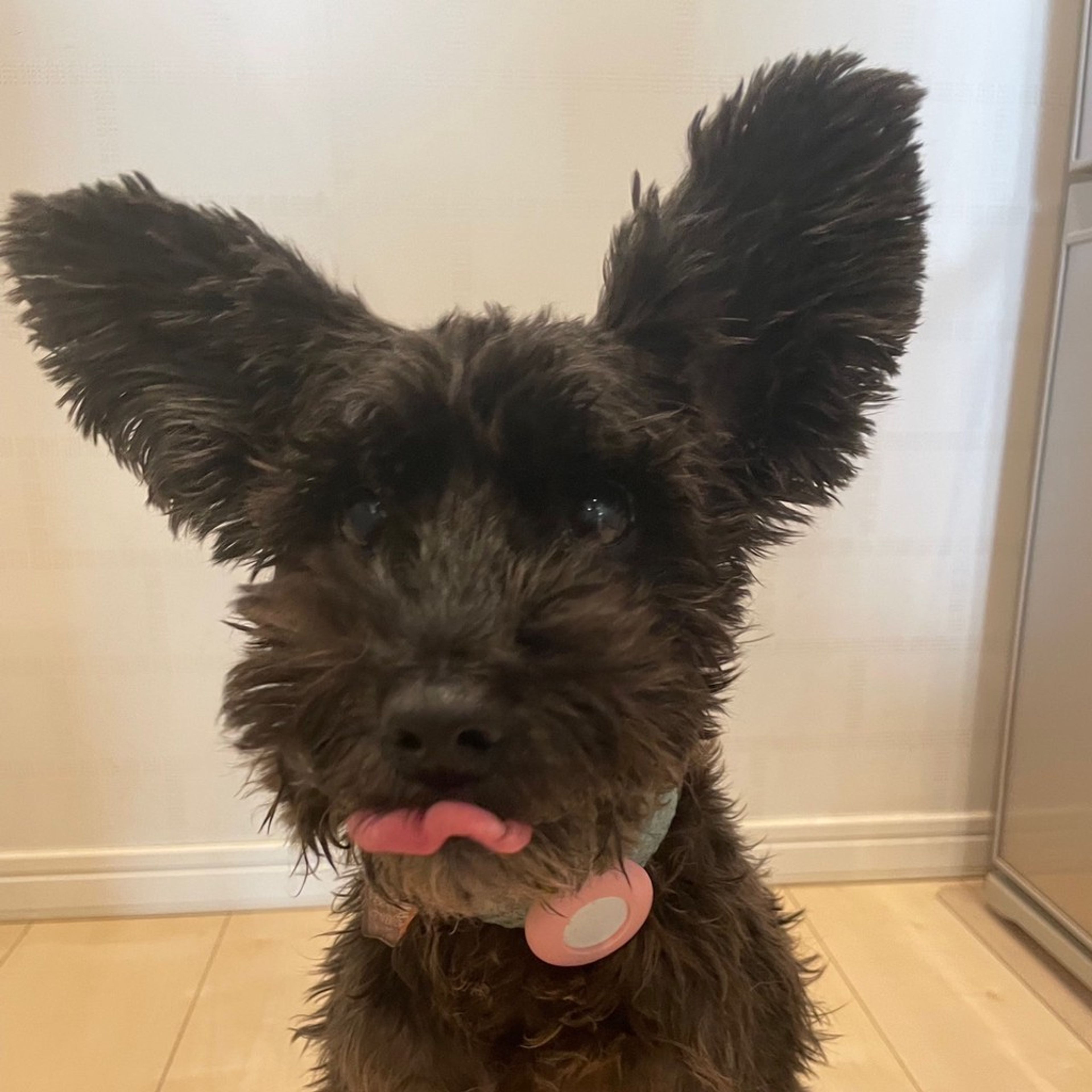 雑種（ミックス犬）・オスの里親募集の写真