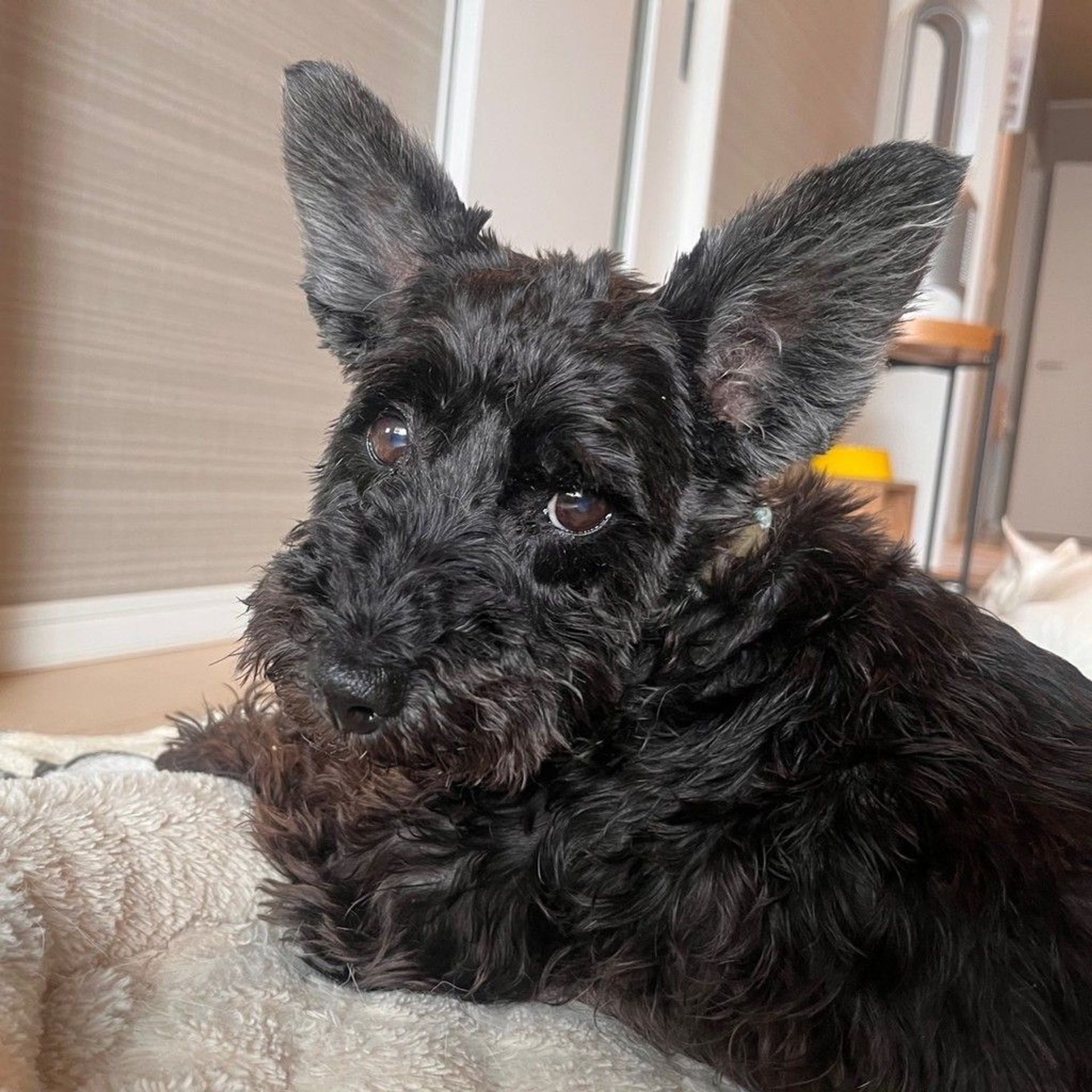 雑種（ミックス犬）・オスの里親募集の写真