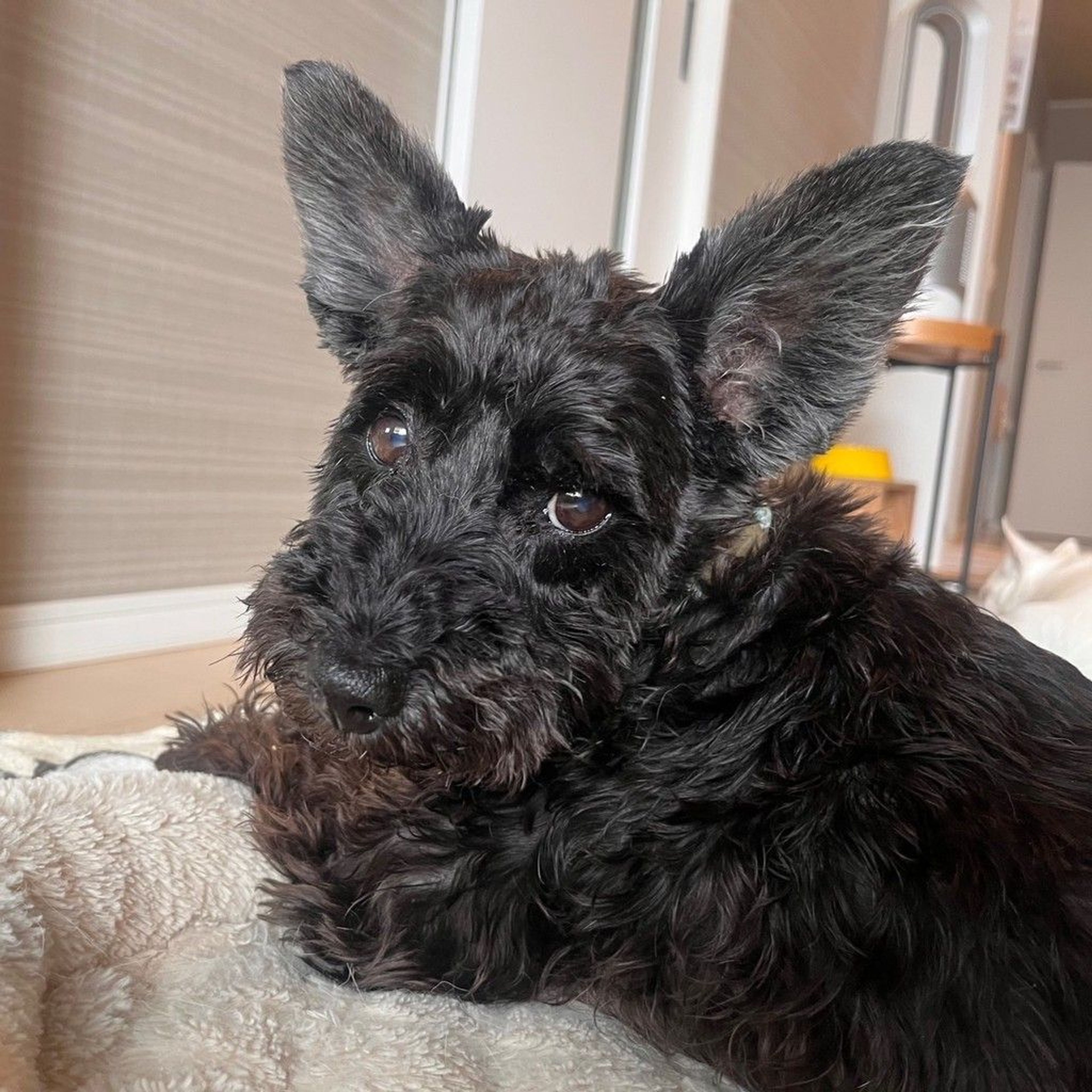 雑種（ミックス犬）・オスの里親募集の写真
