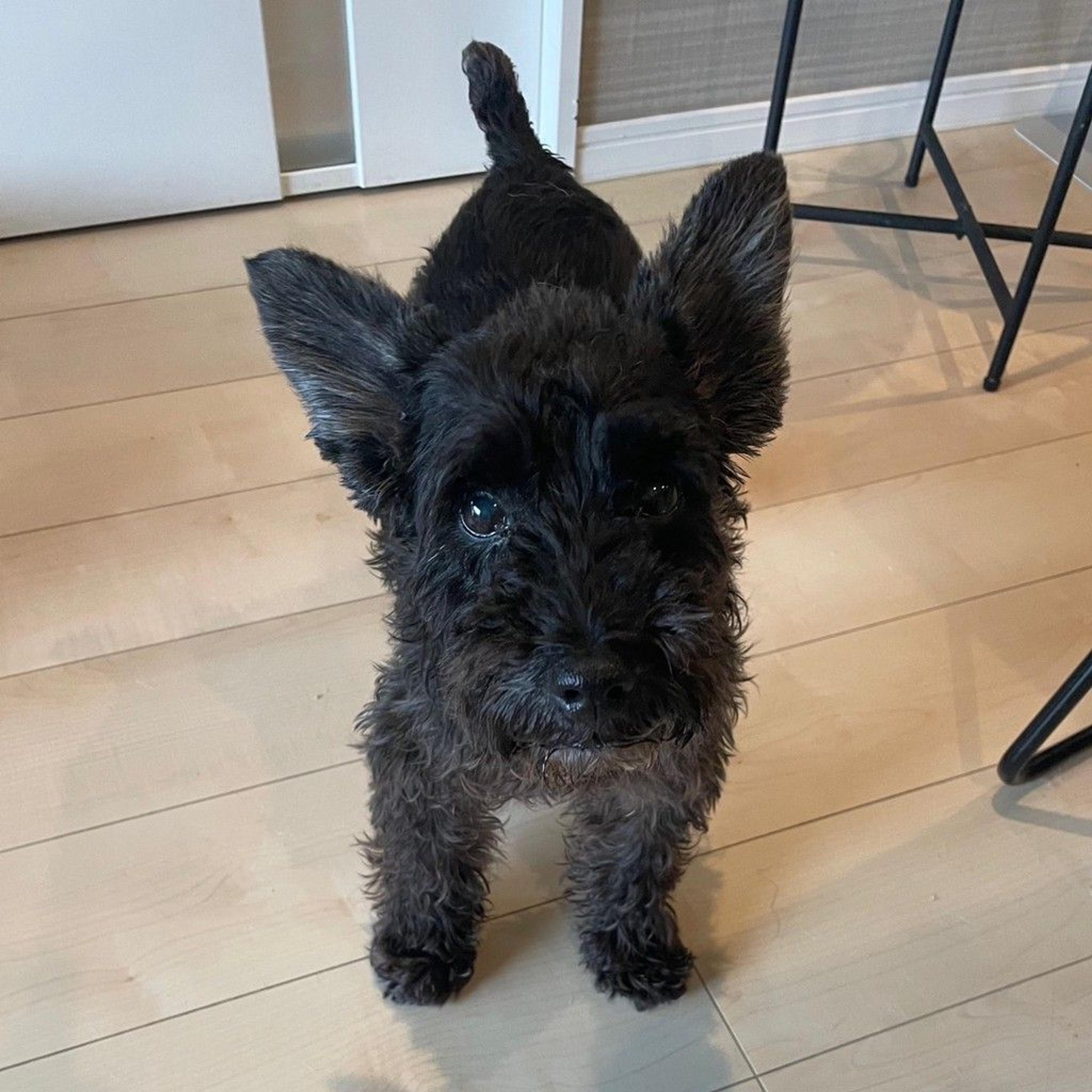pet-image-3