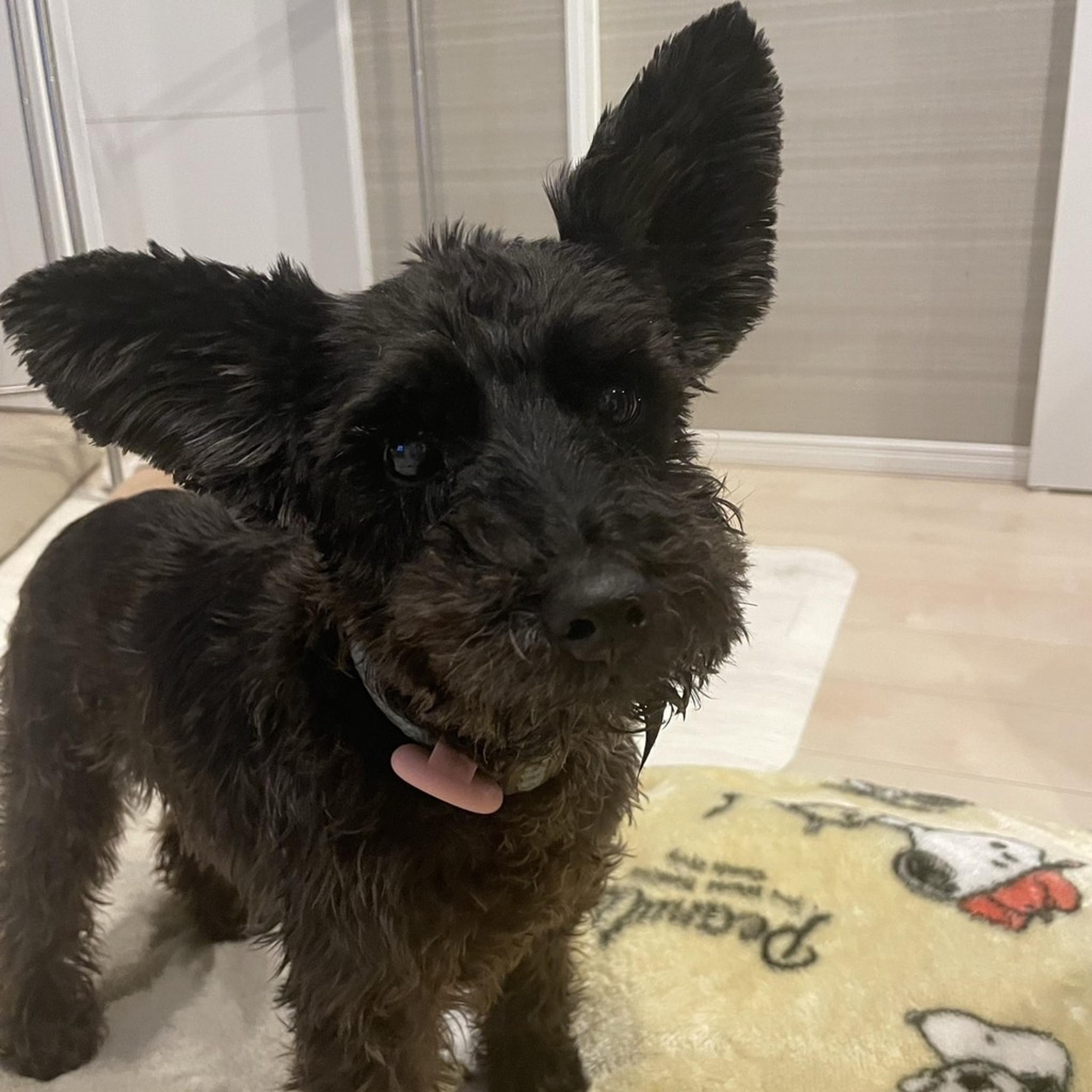 pet-image-6