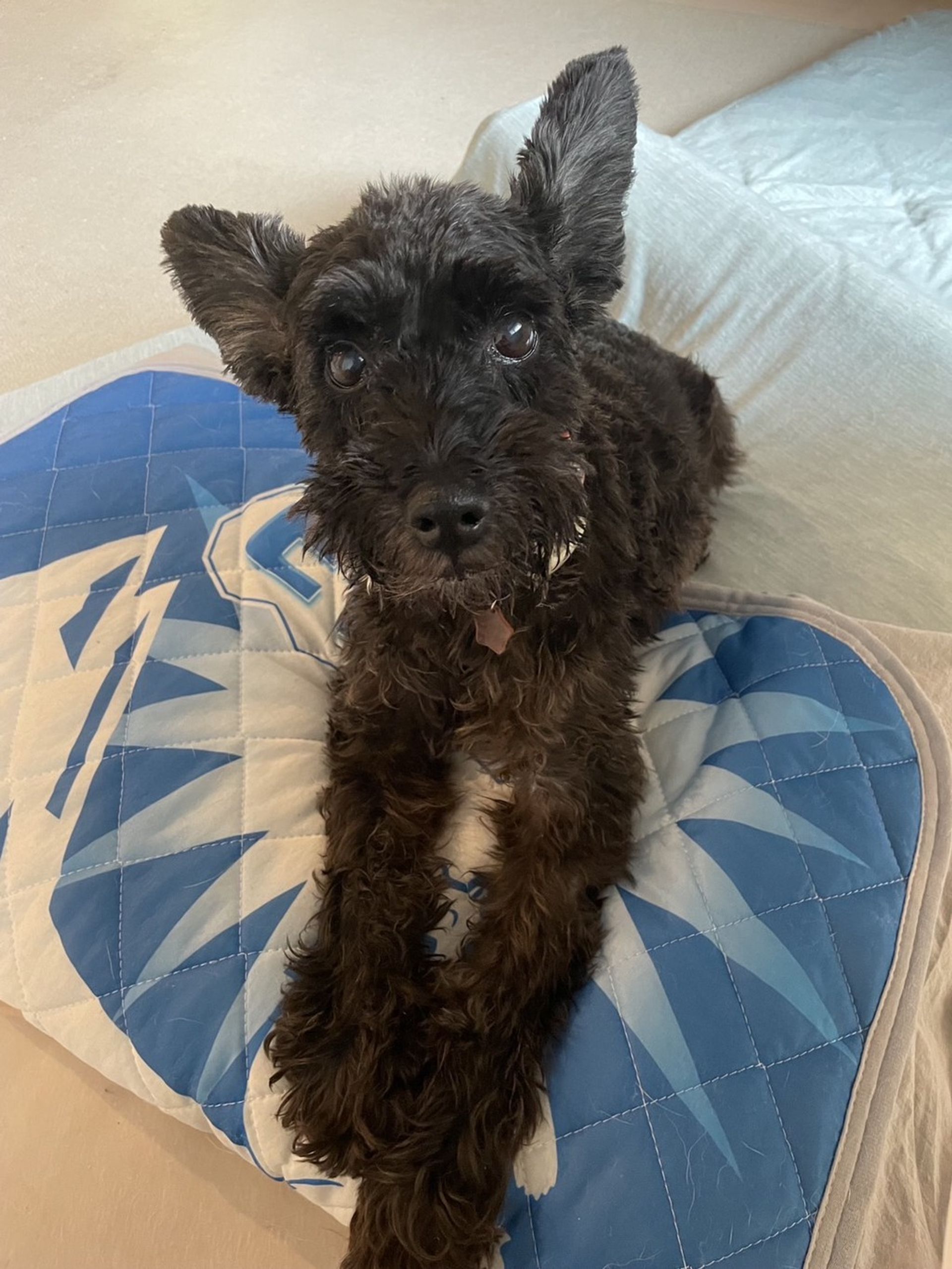 雑種（ミックス犬）・オスの里親募集の写真