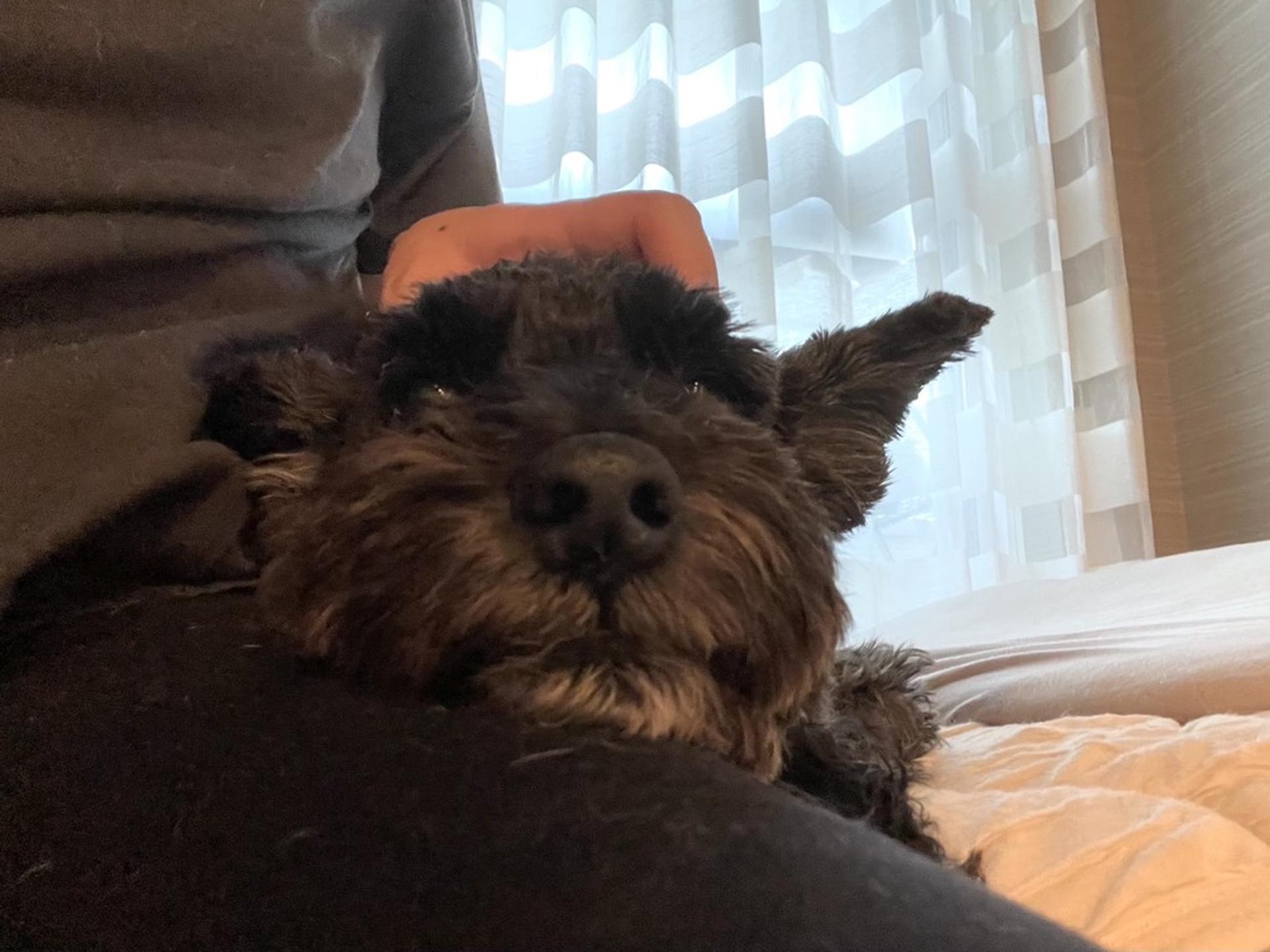 pet-image-8
