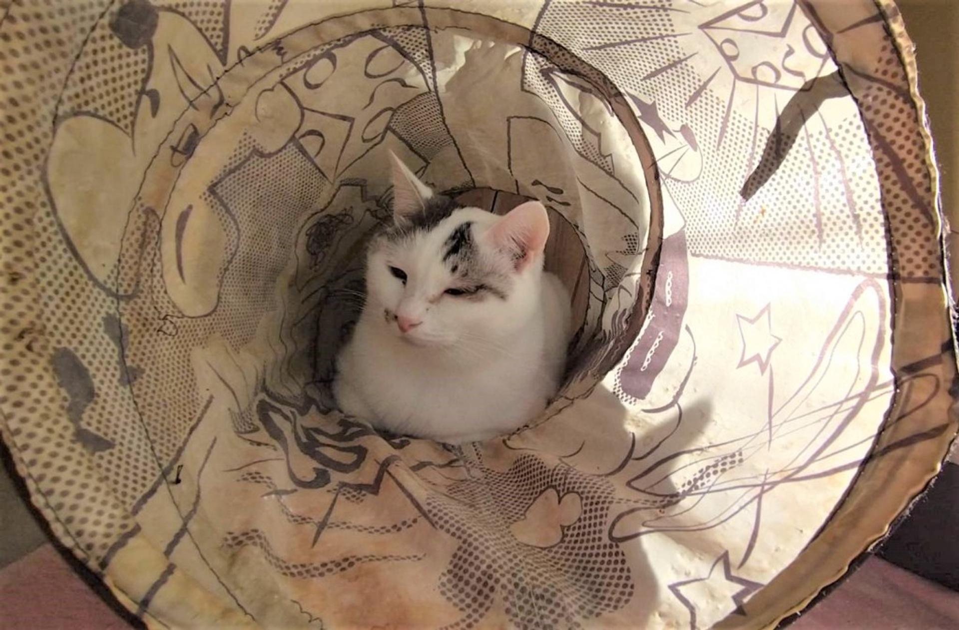 pet-image-5