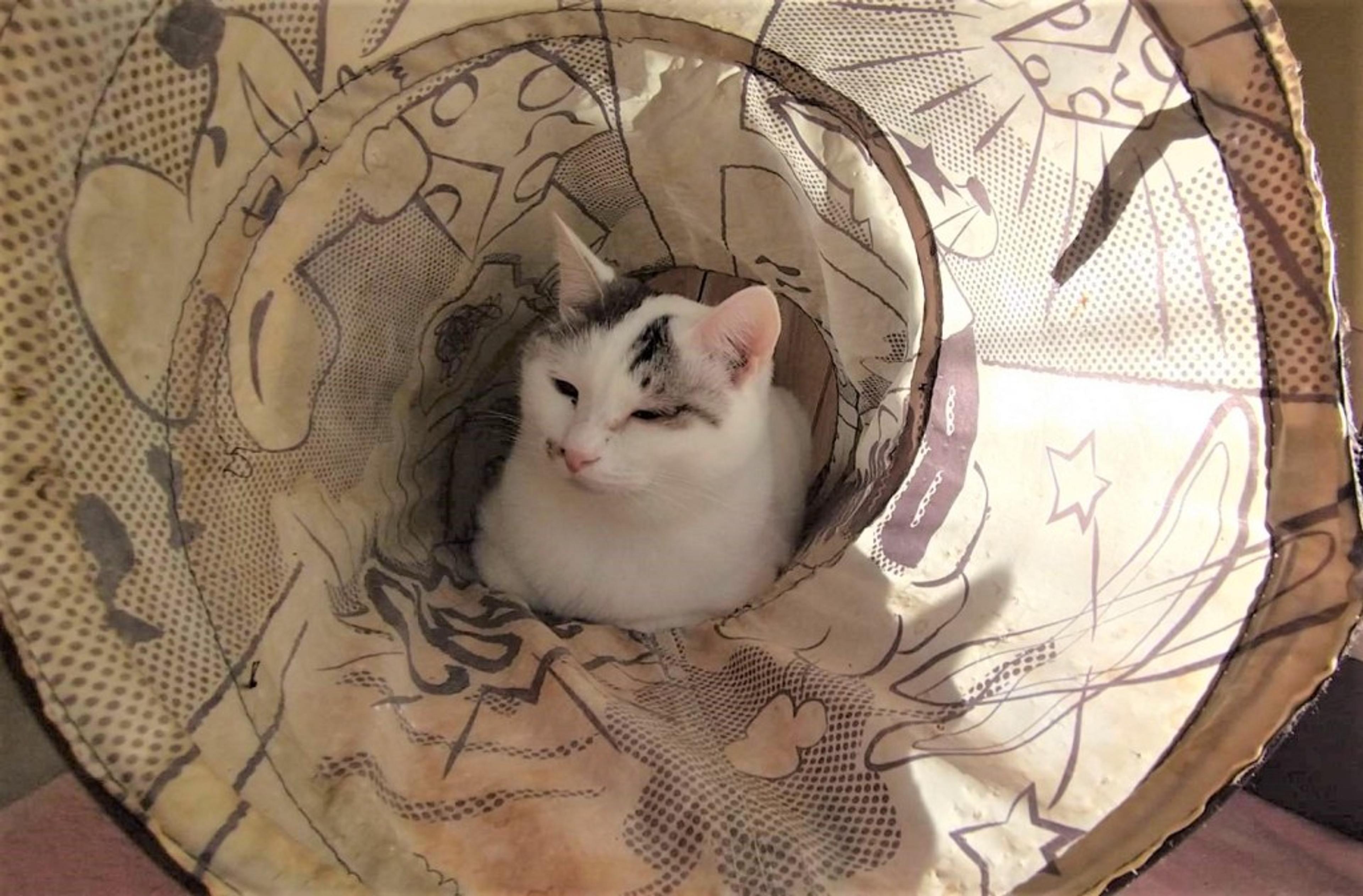 pet-image-5