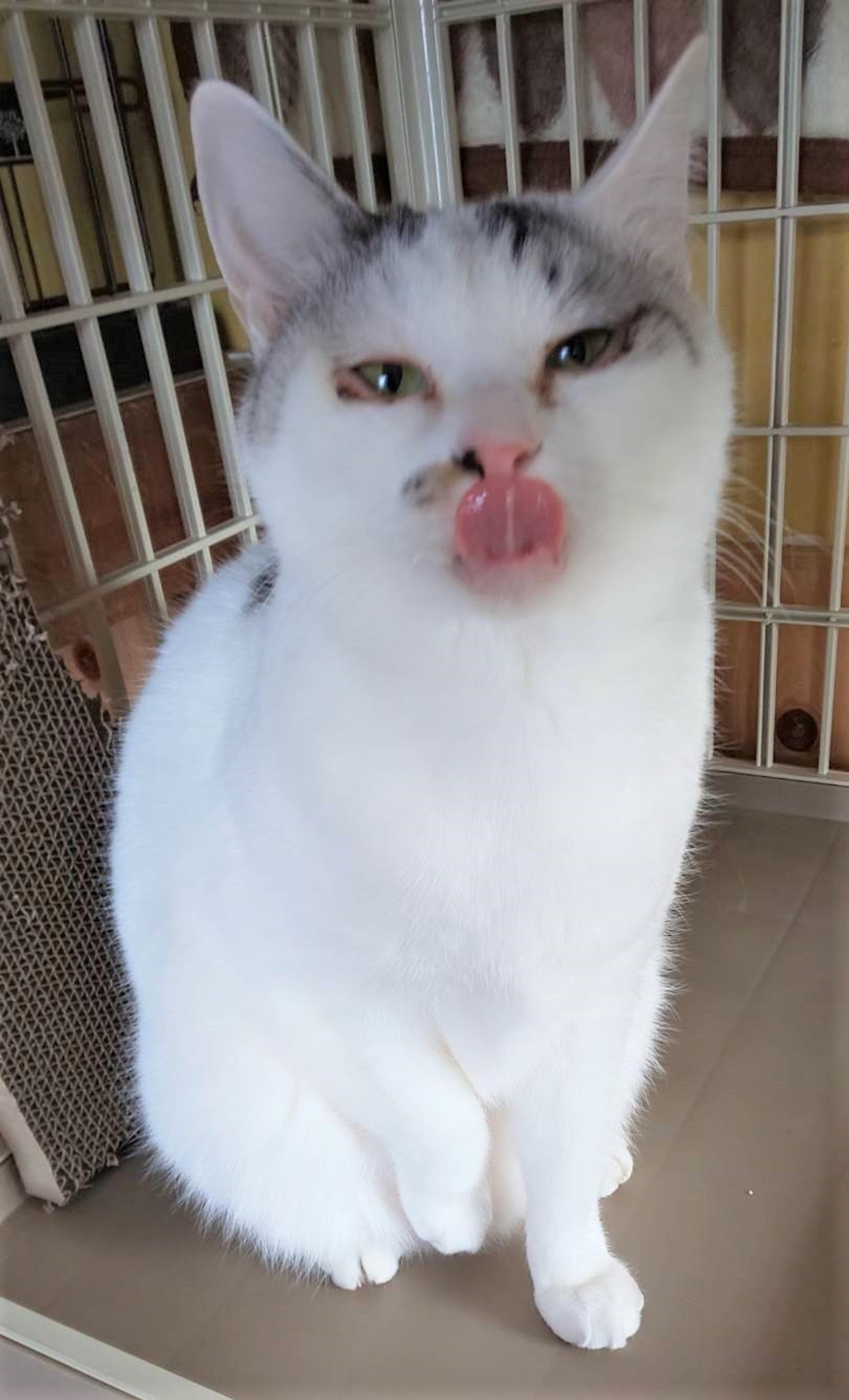 pet-image-6