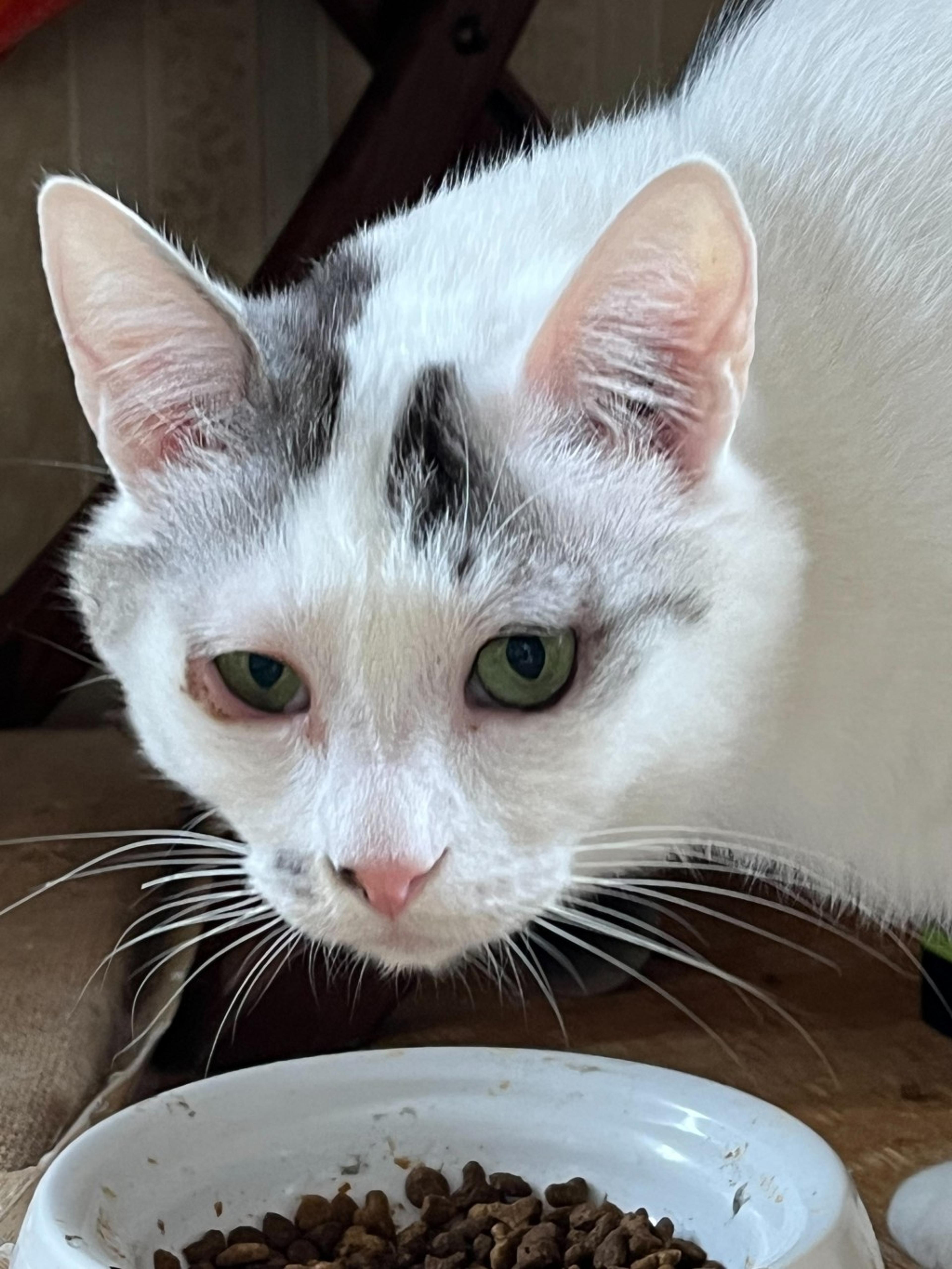 pet-image-7