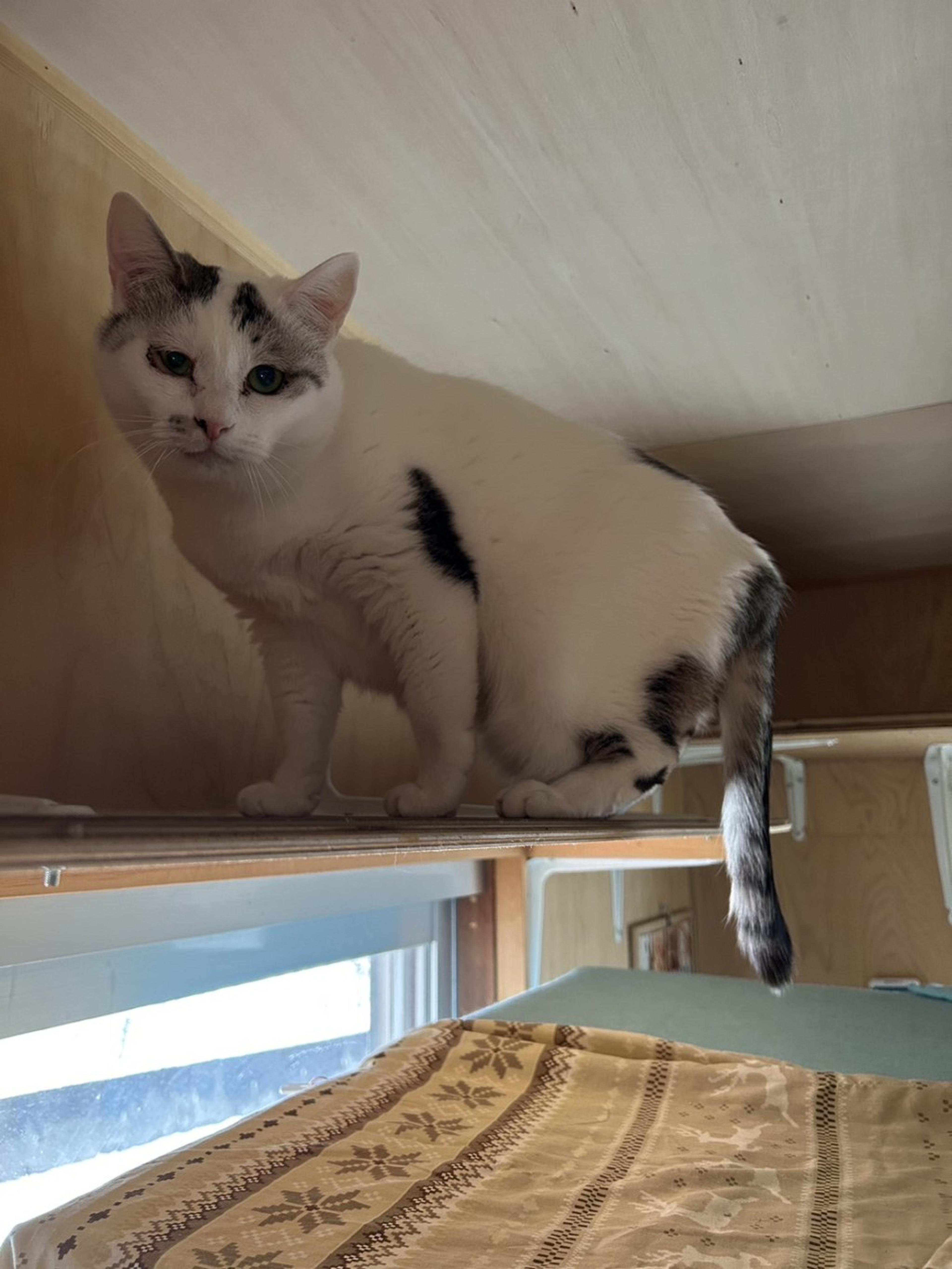 pet-image-8