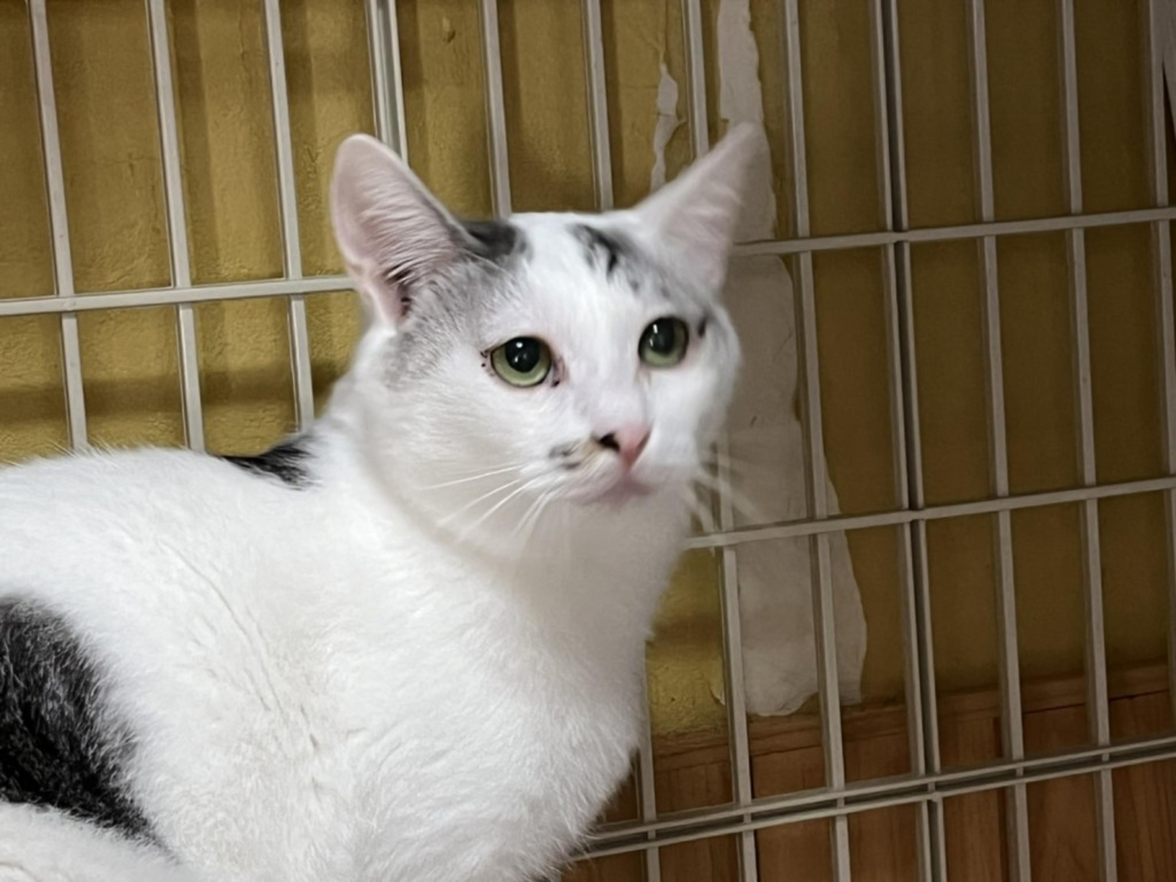 pet-image-2