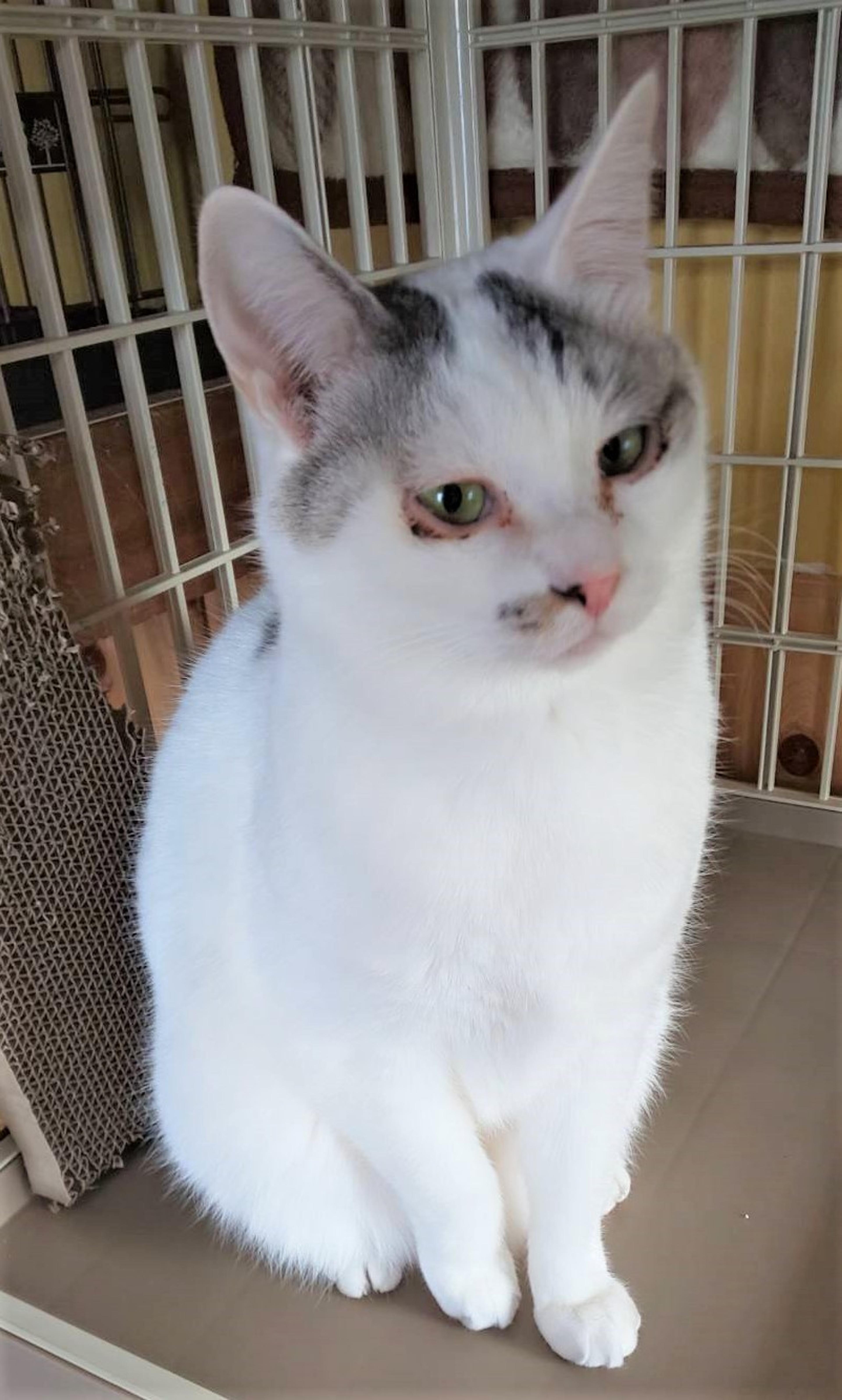 pet-image-3
