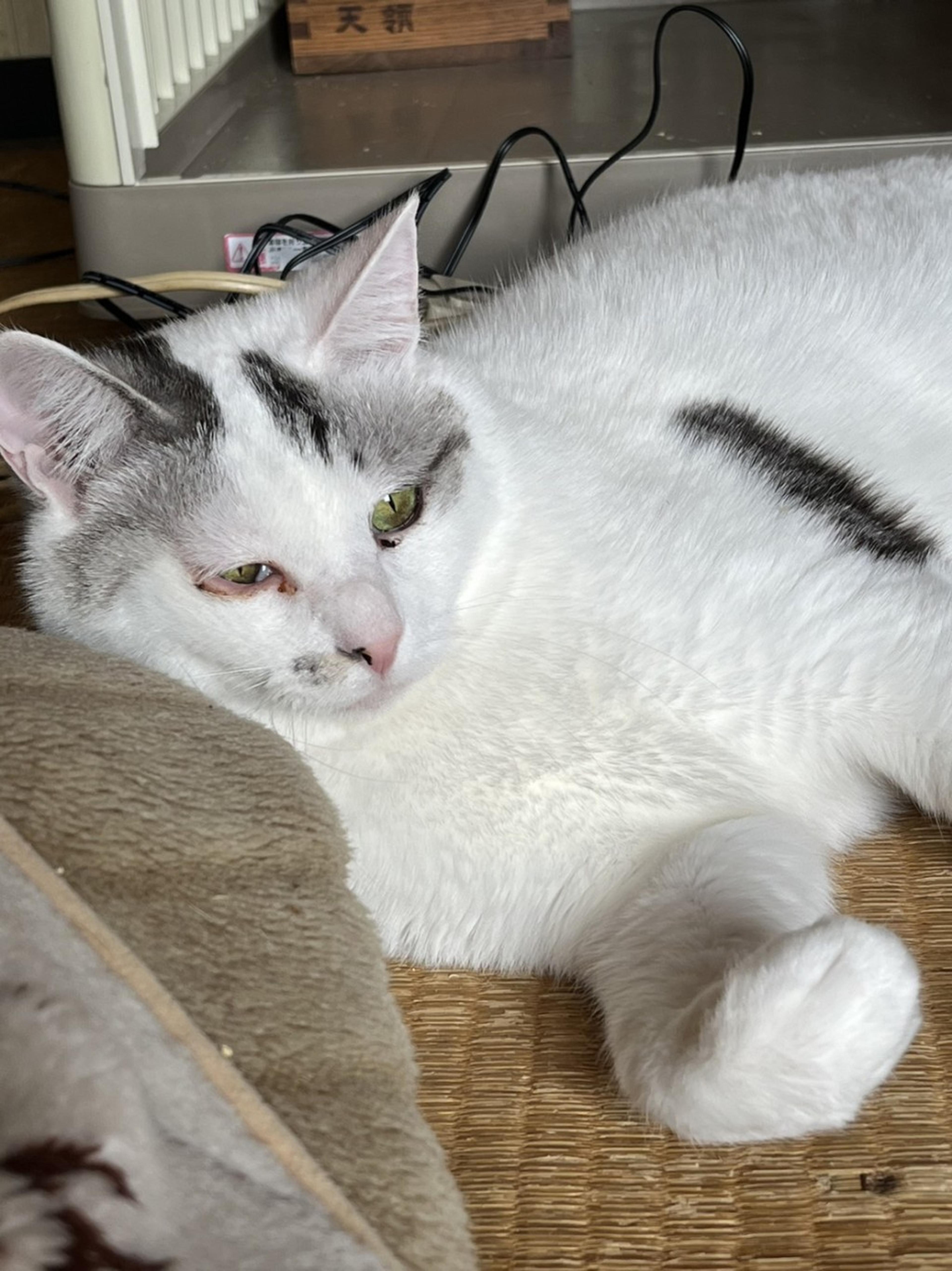 pet-image-4