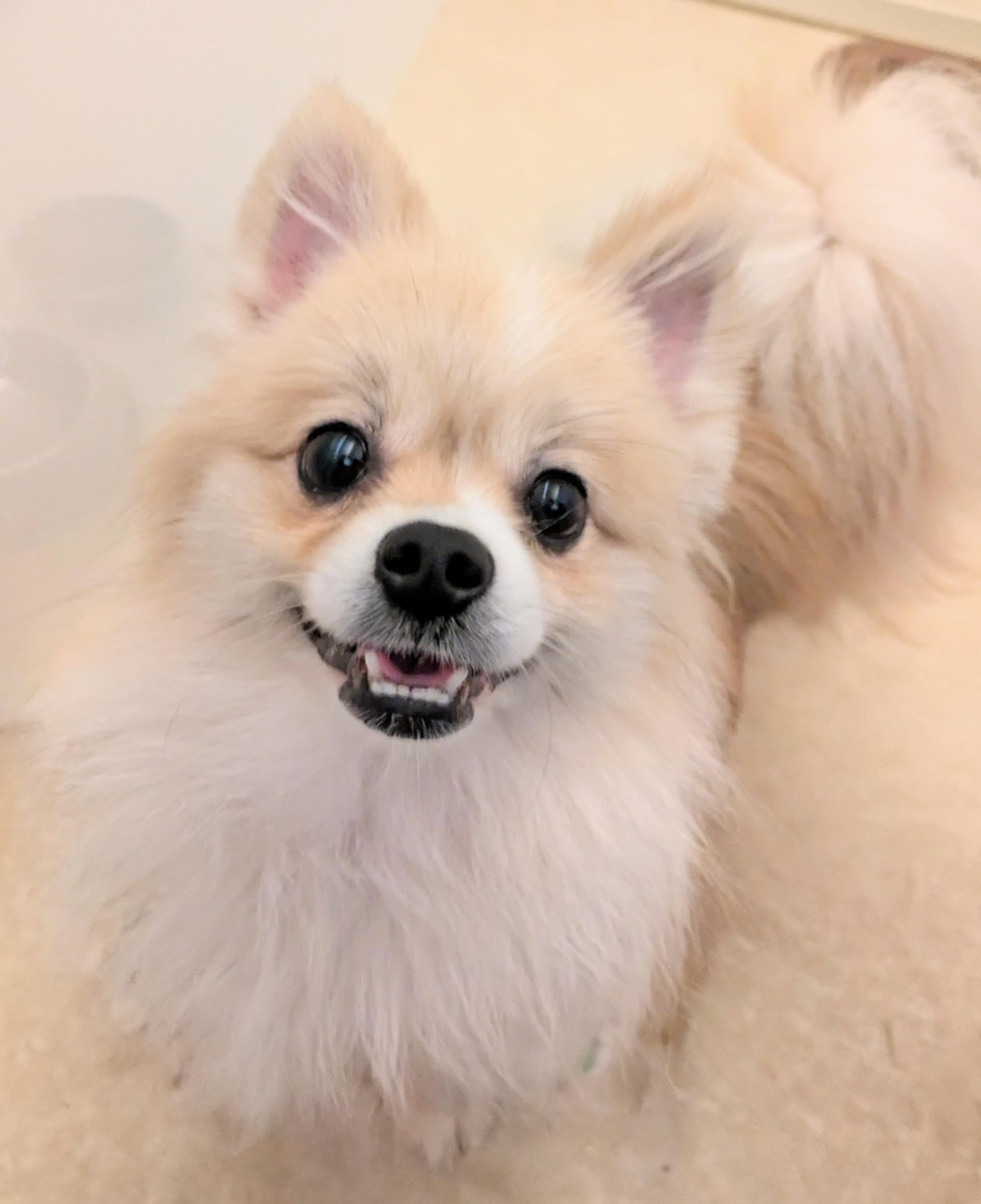 pet-image-5