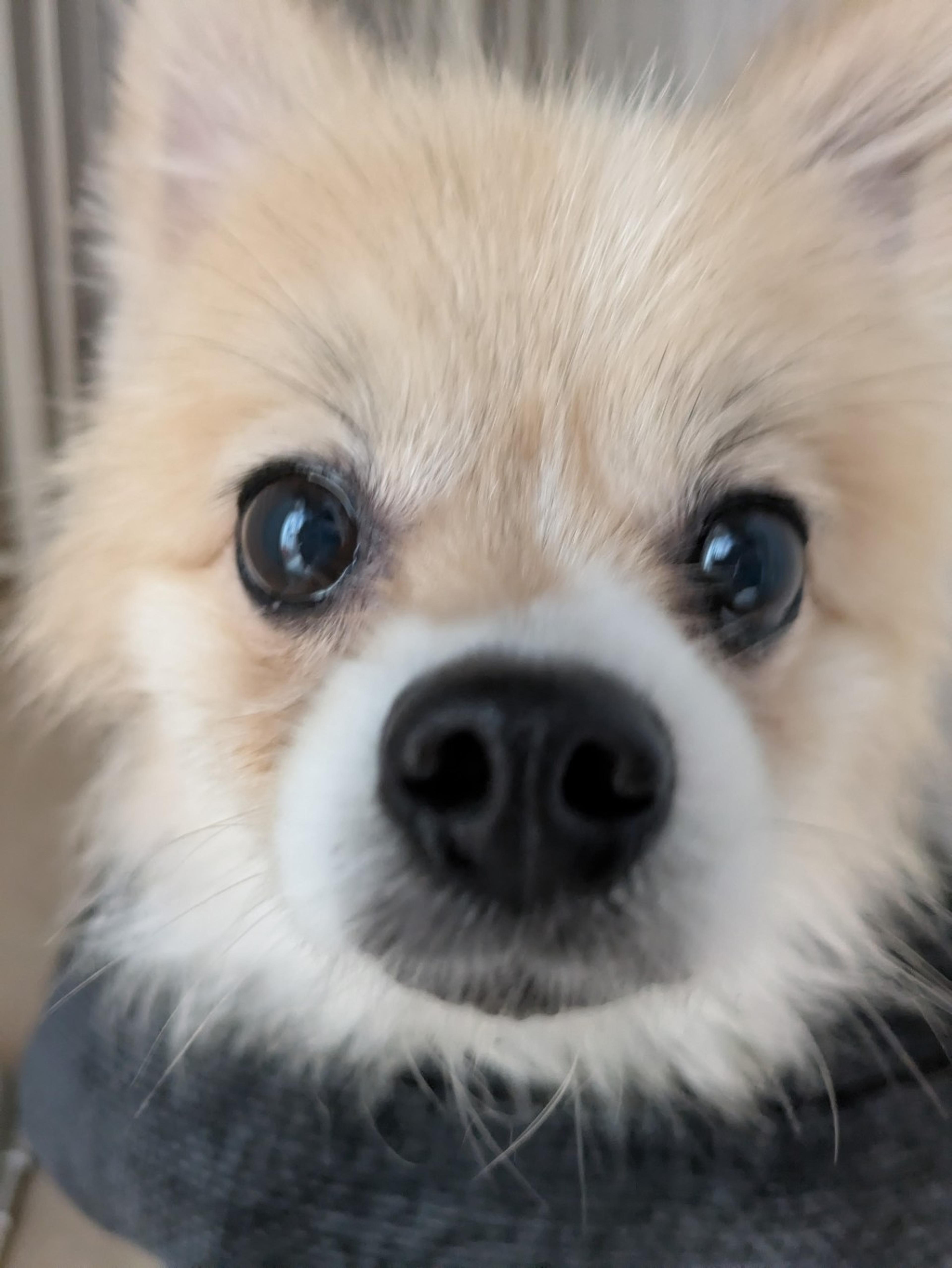 pet-image-4