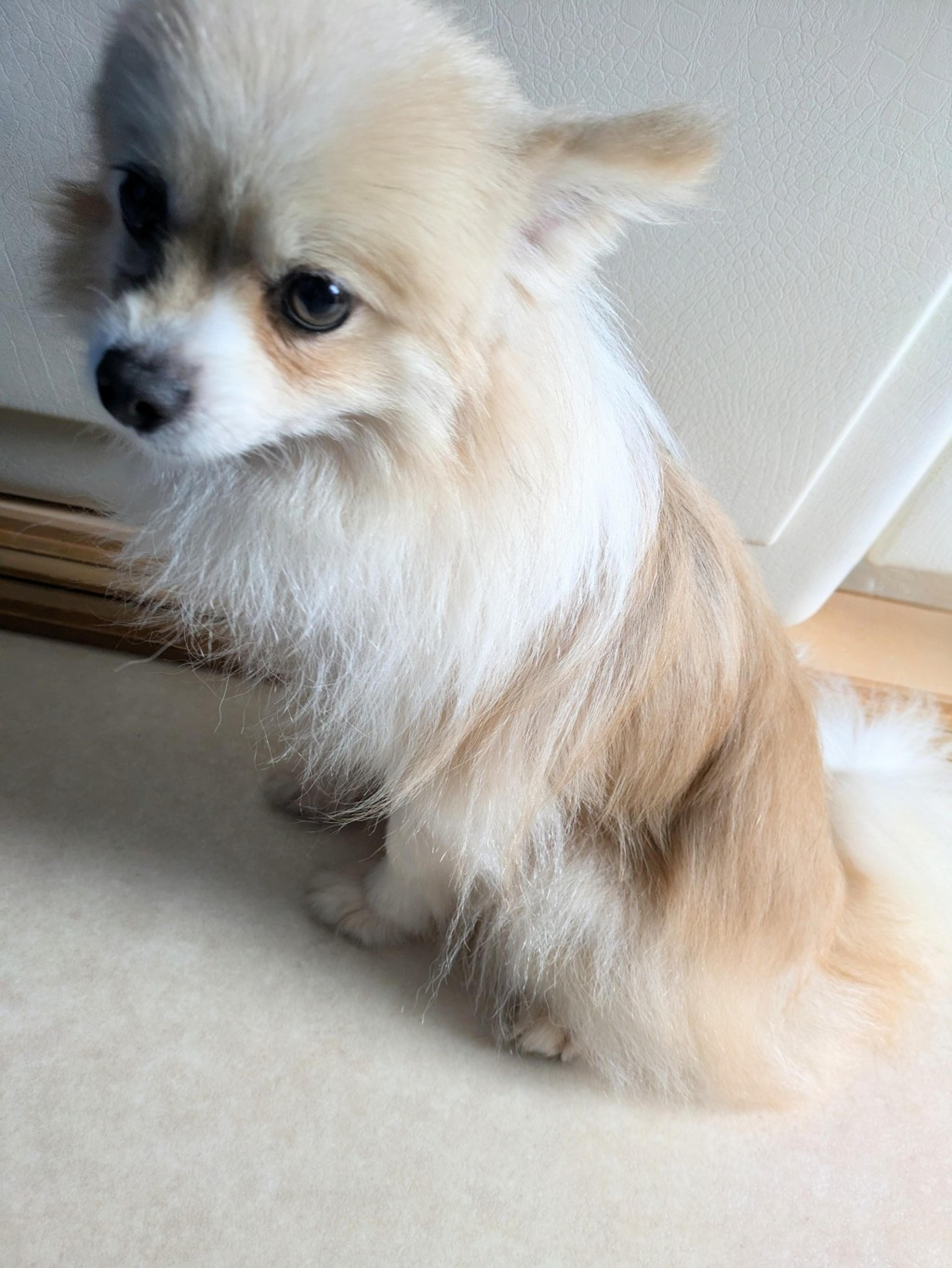 pet-image-3