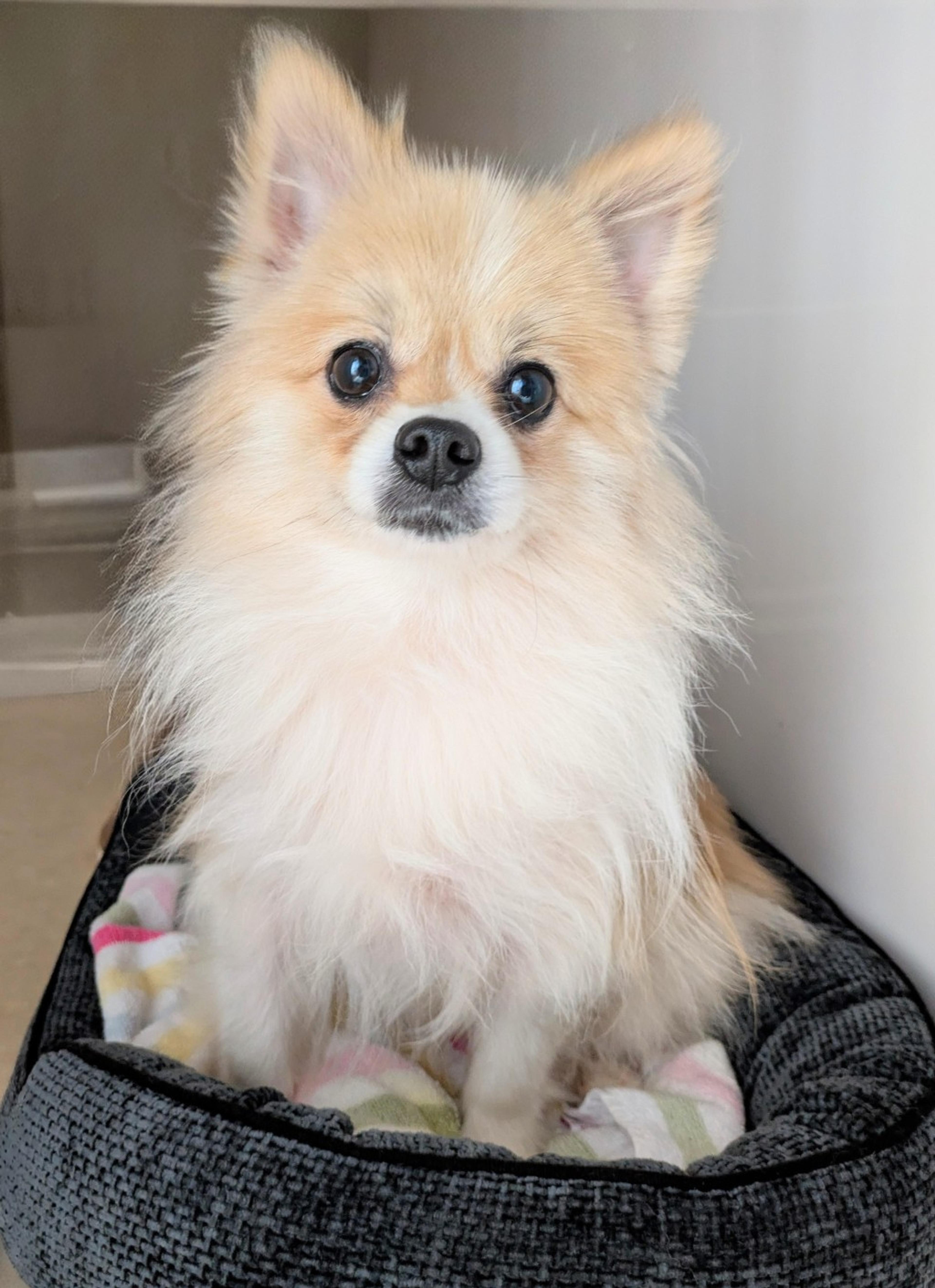 pet-image-2