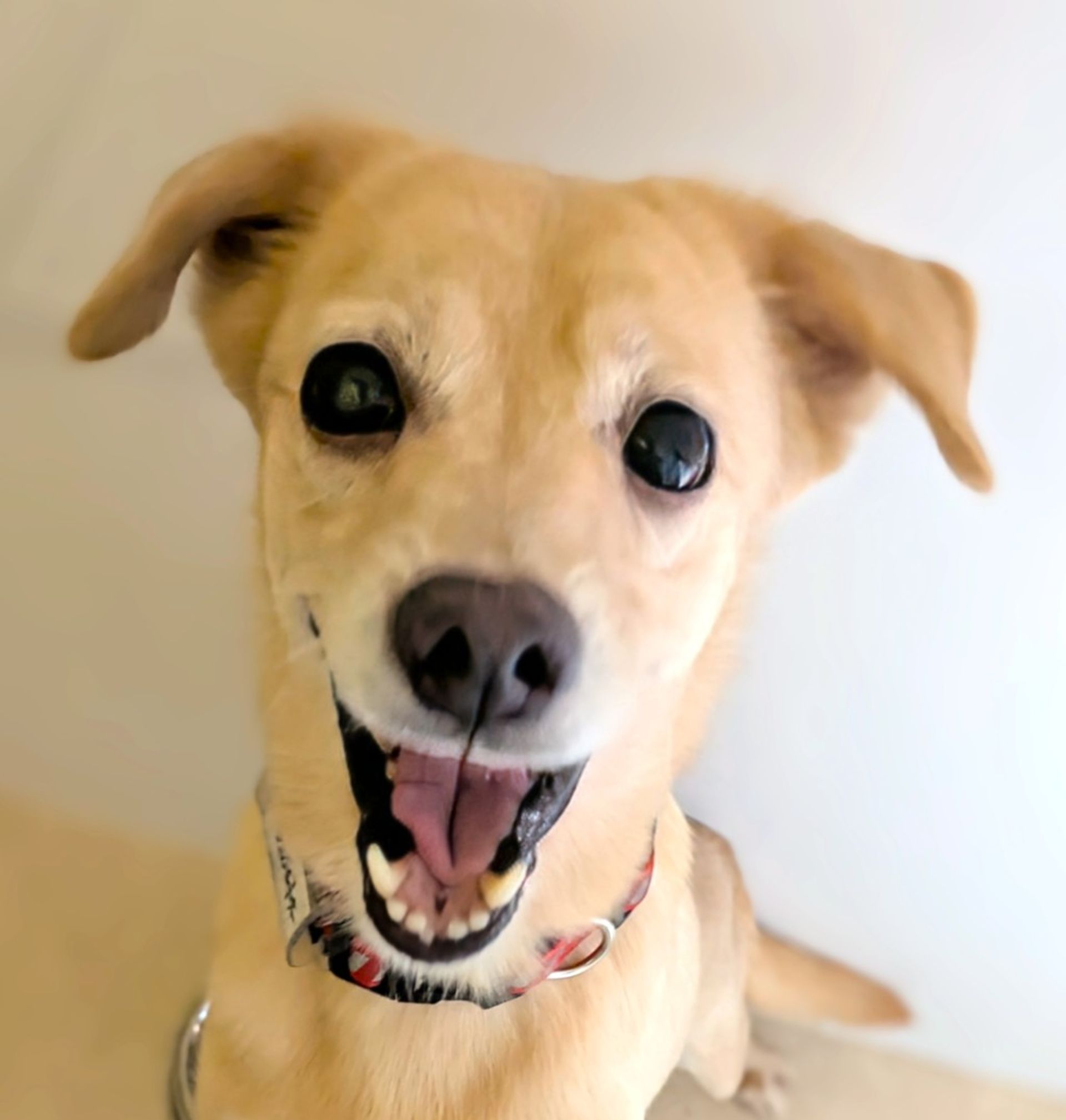 雑種（ミックス犬）・メスの里親募集の写真
