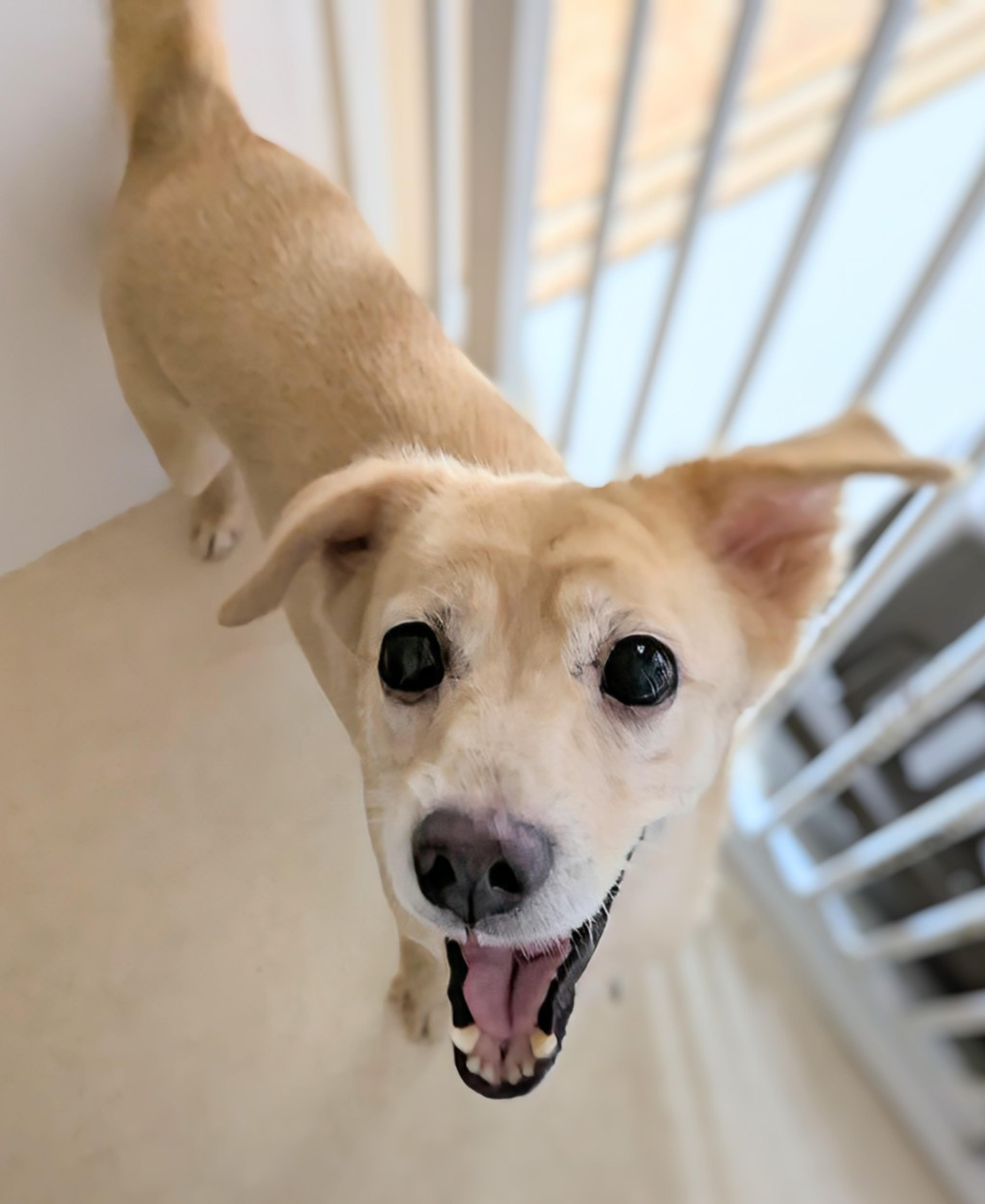 pet-image-9