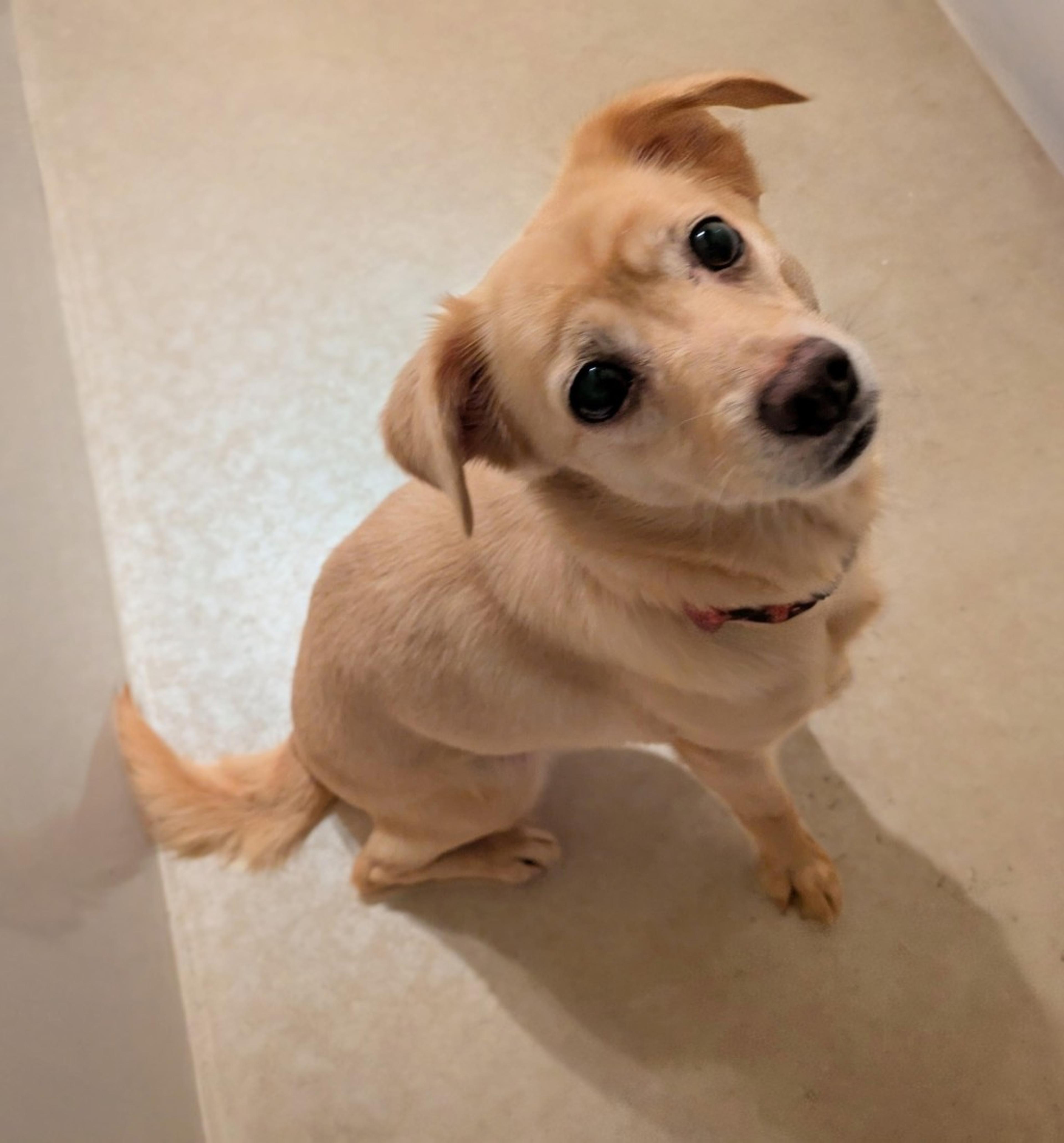 pet-image-4