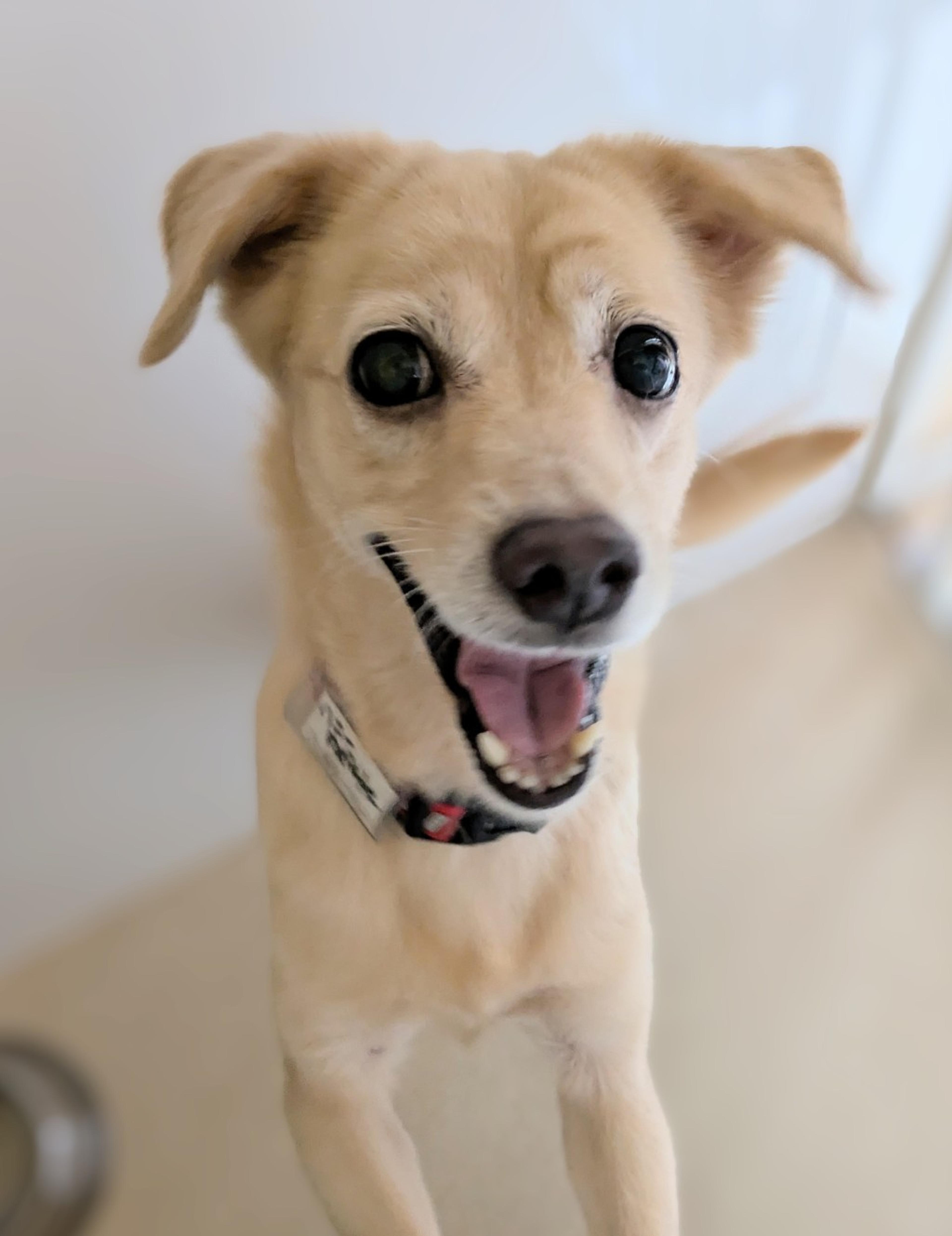 pet-image-5