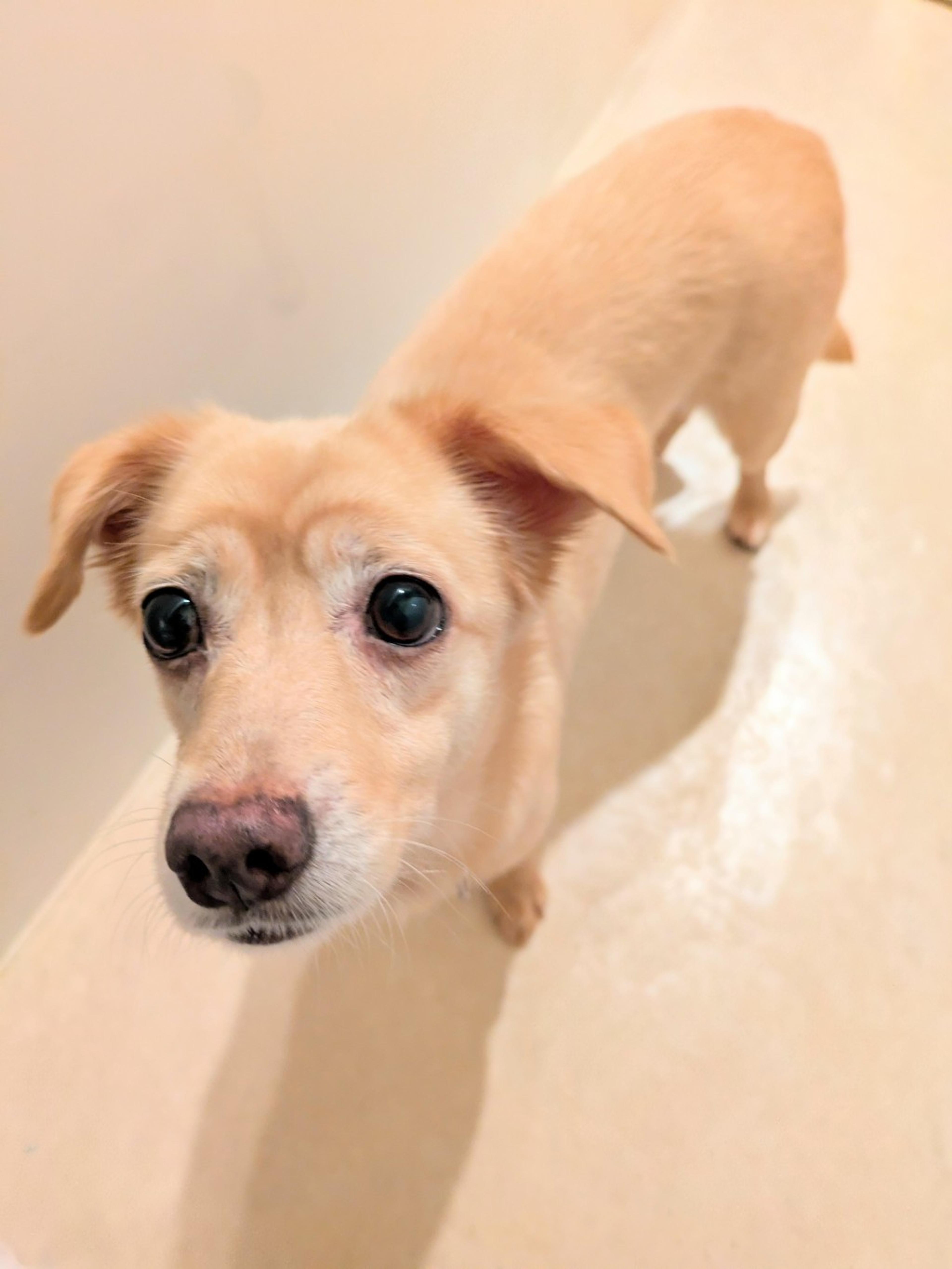 pet-image-8