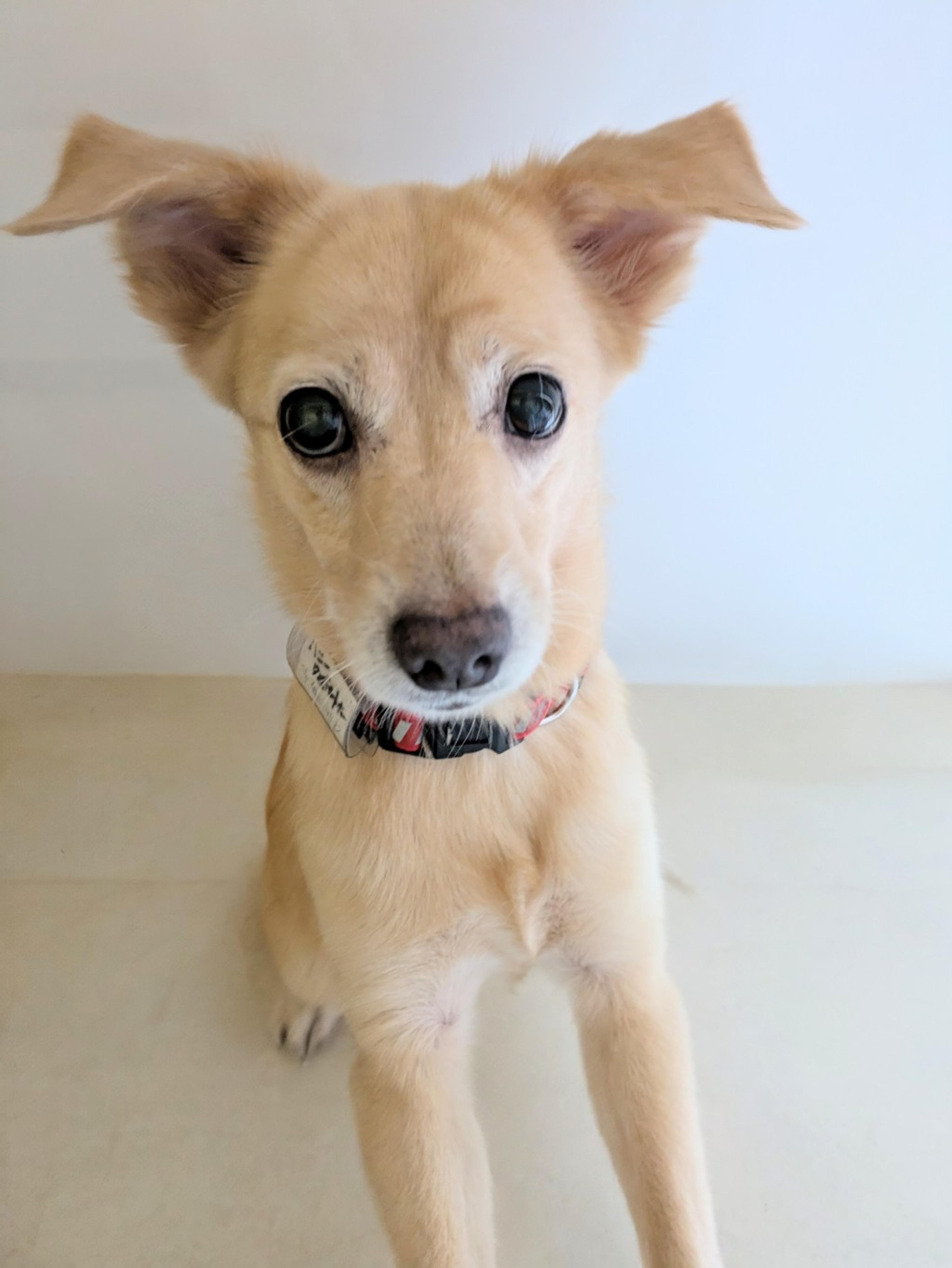 pet-image-6