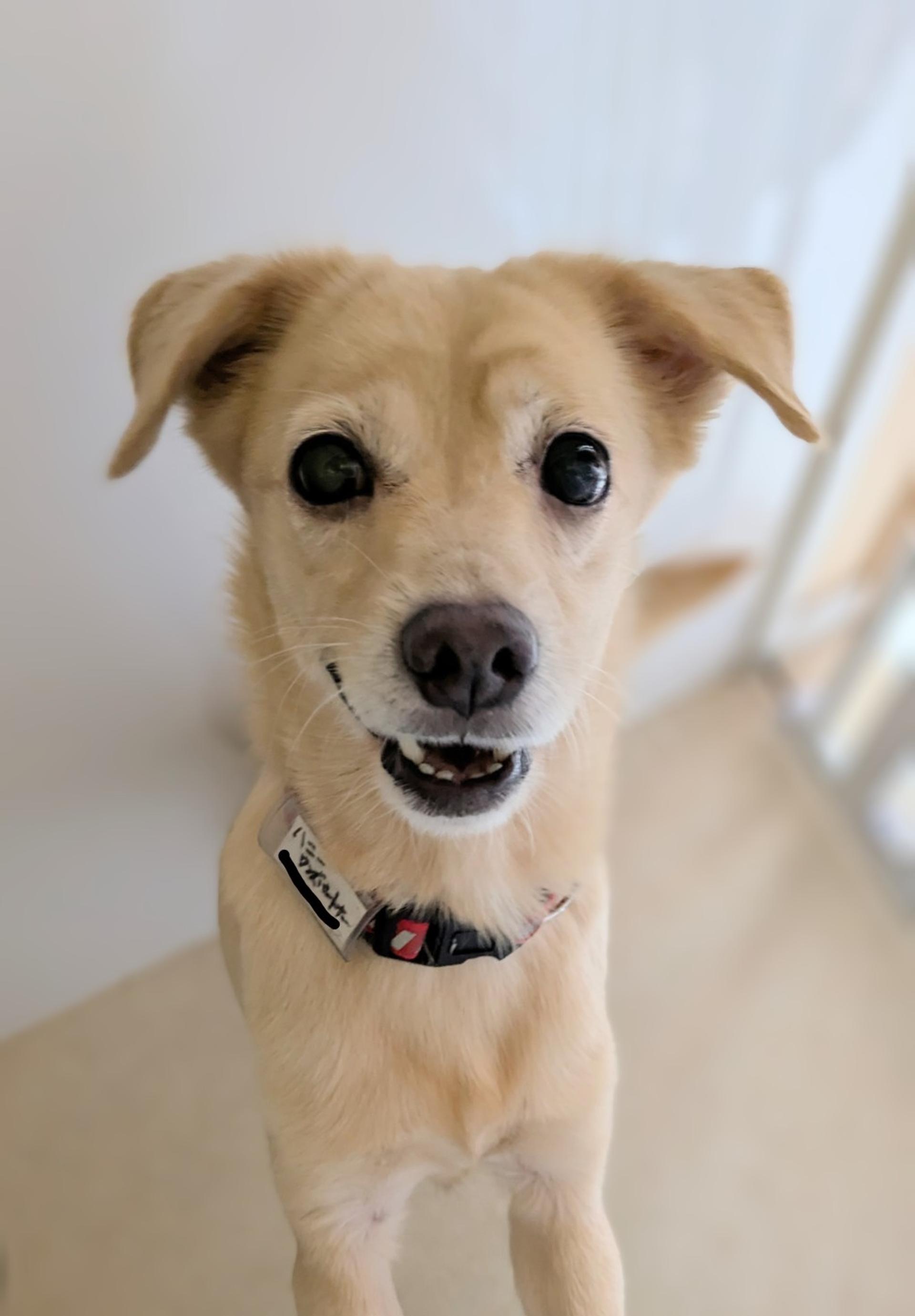 pet-image-7
