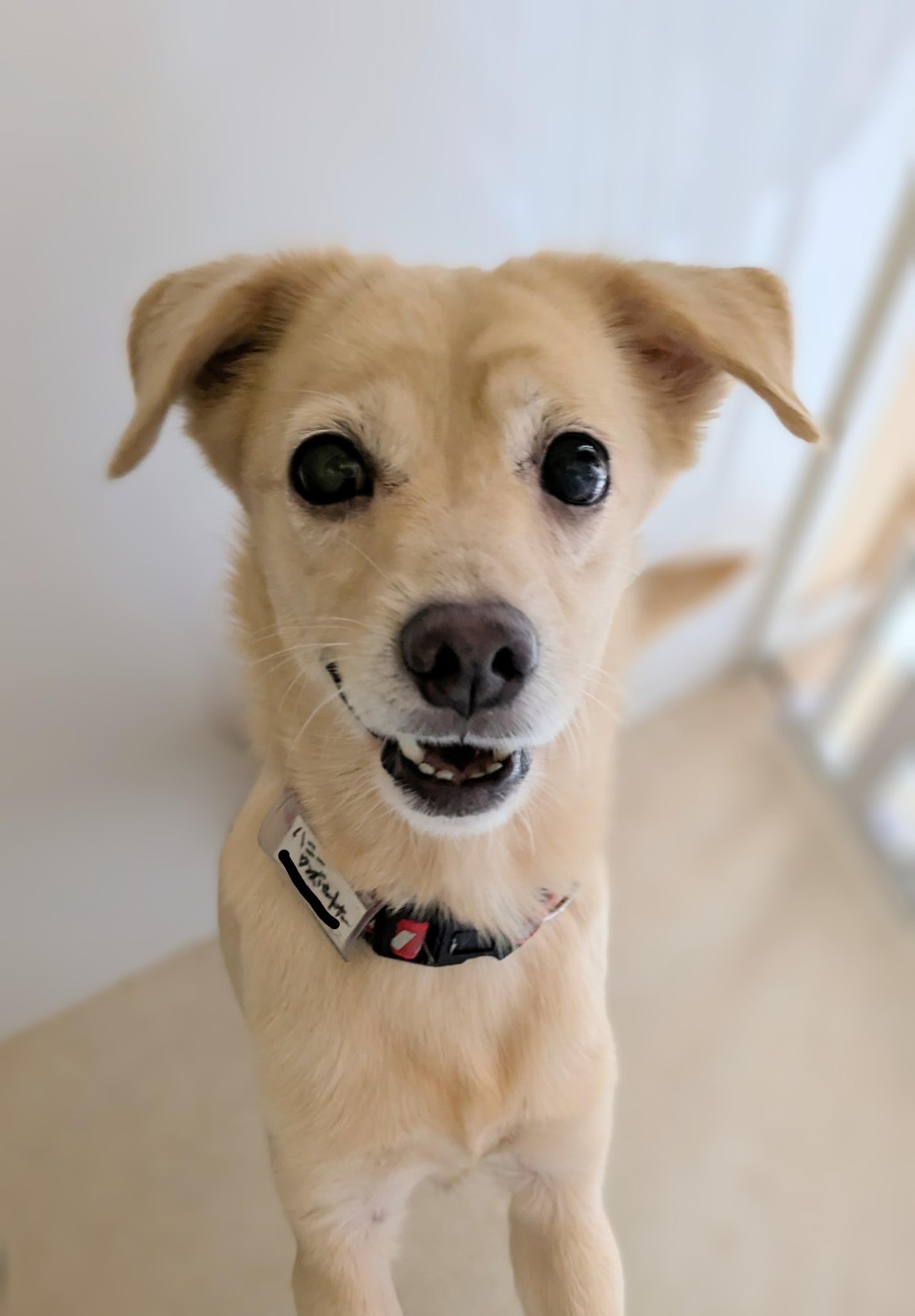 pet-image-7