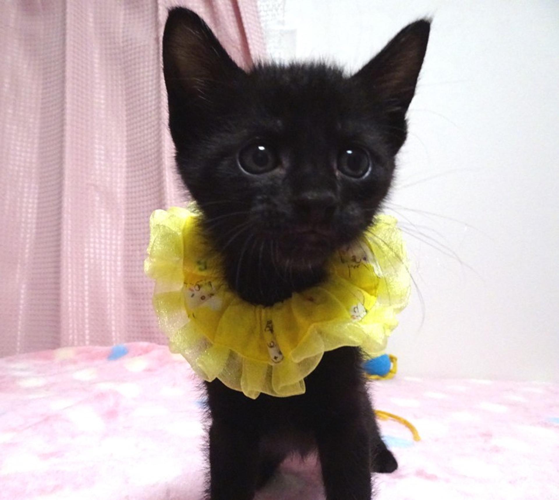 pet-image-4