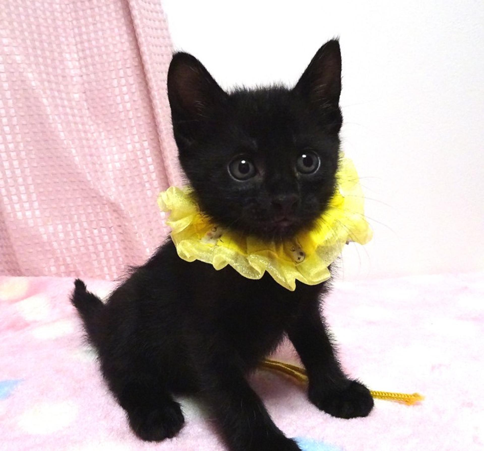pet-image-2
