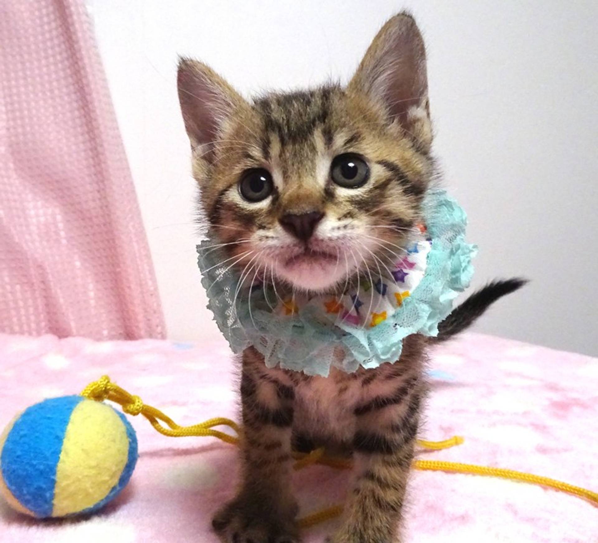 雑種（ミックス猫）・オスの里親募集の写真