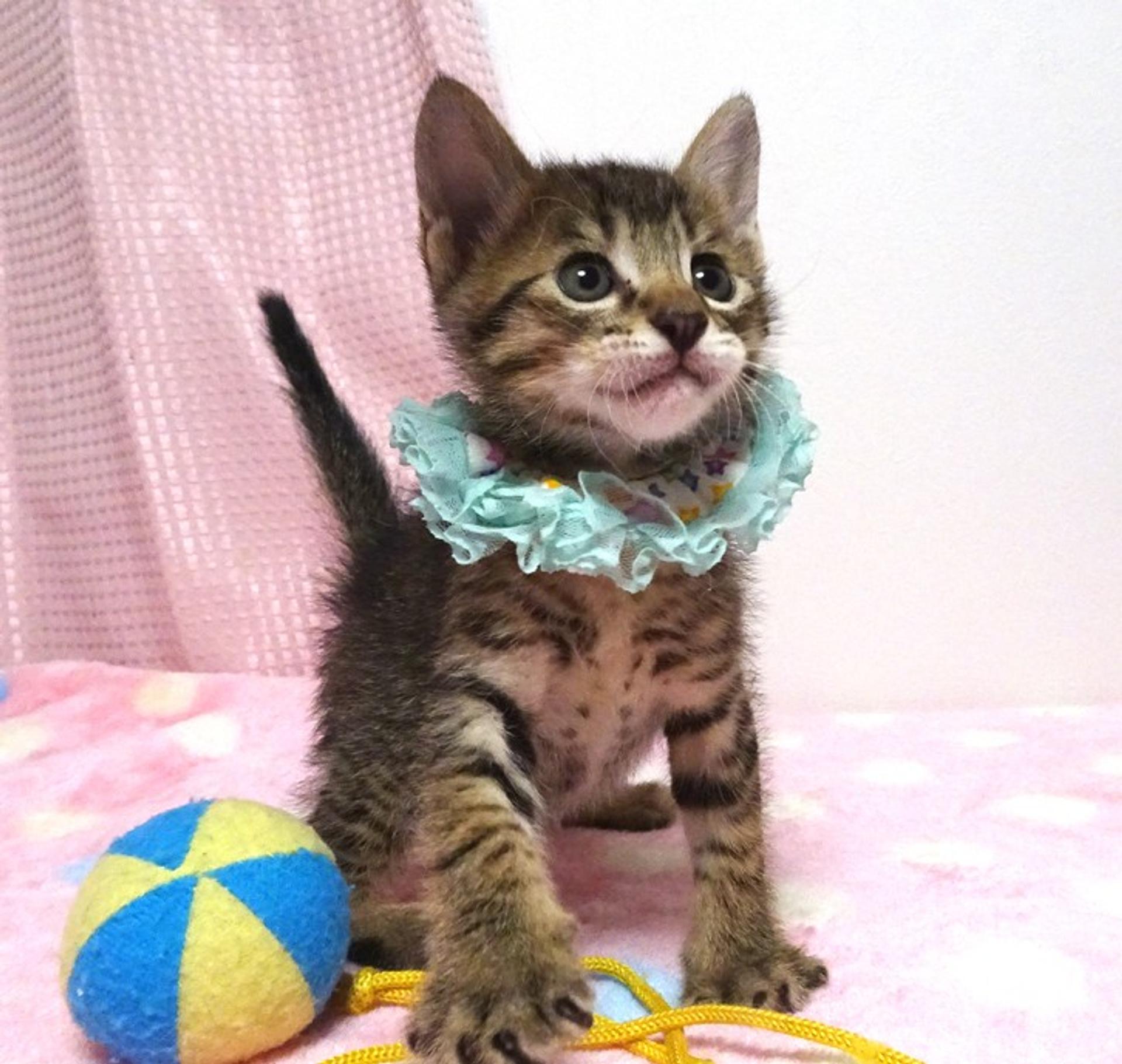 pet-image-3
