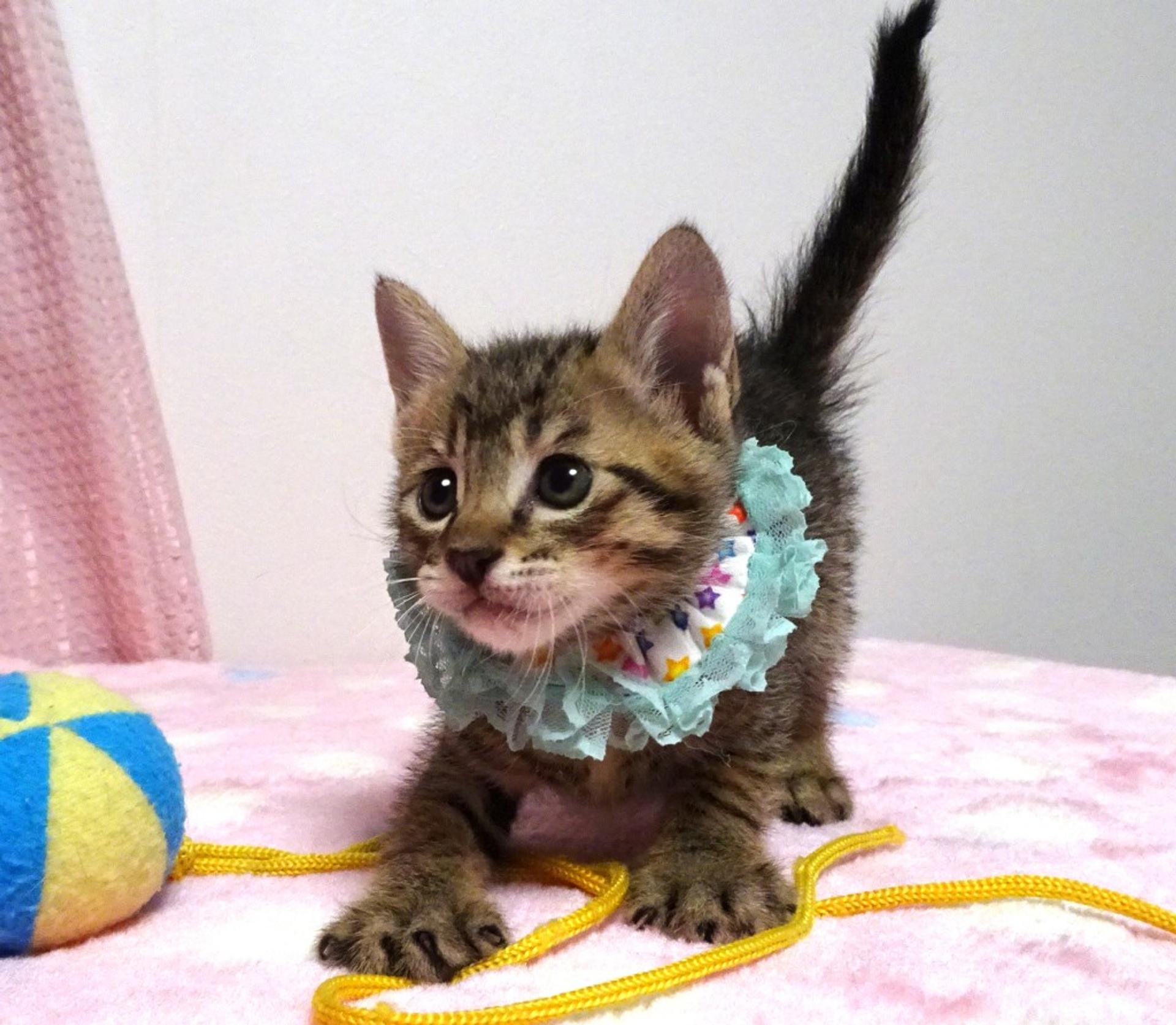 pet-image-4
