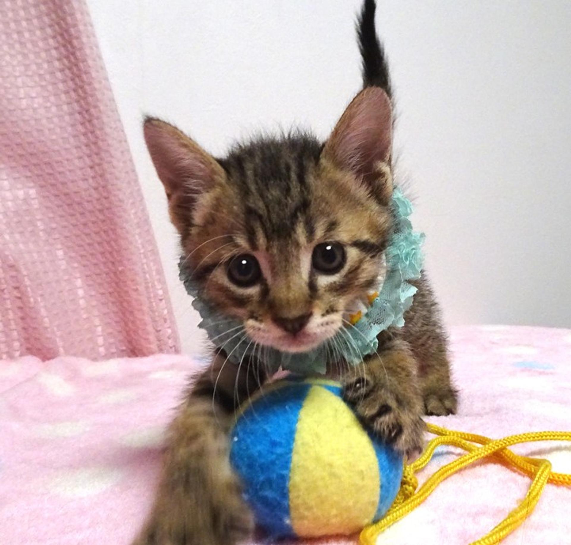 pet-image-5