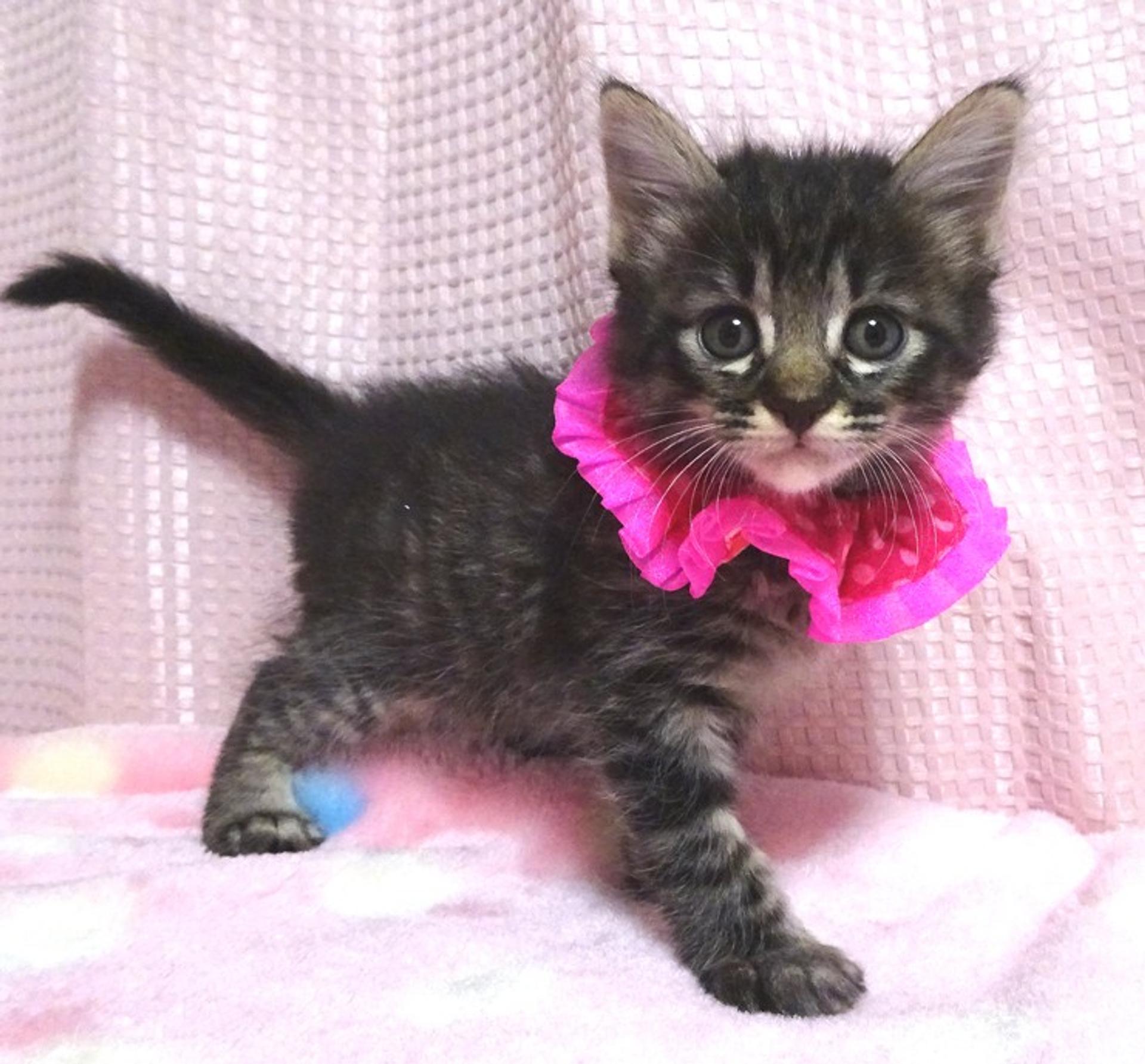 pet-image-2