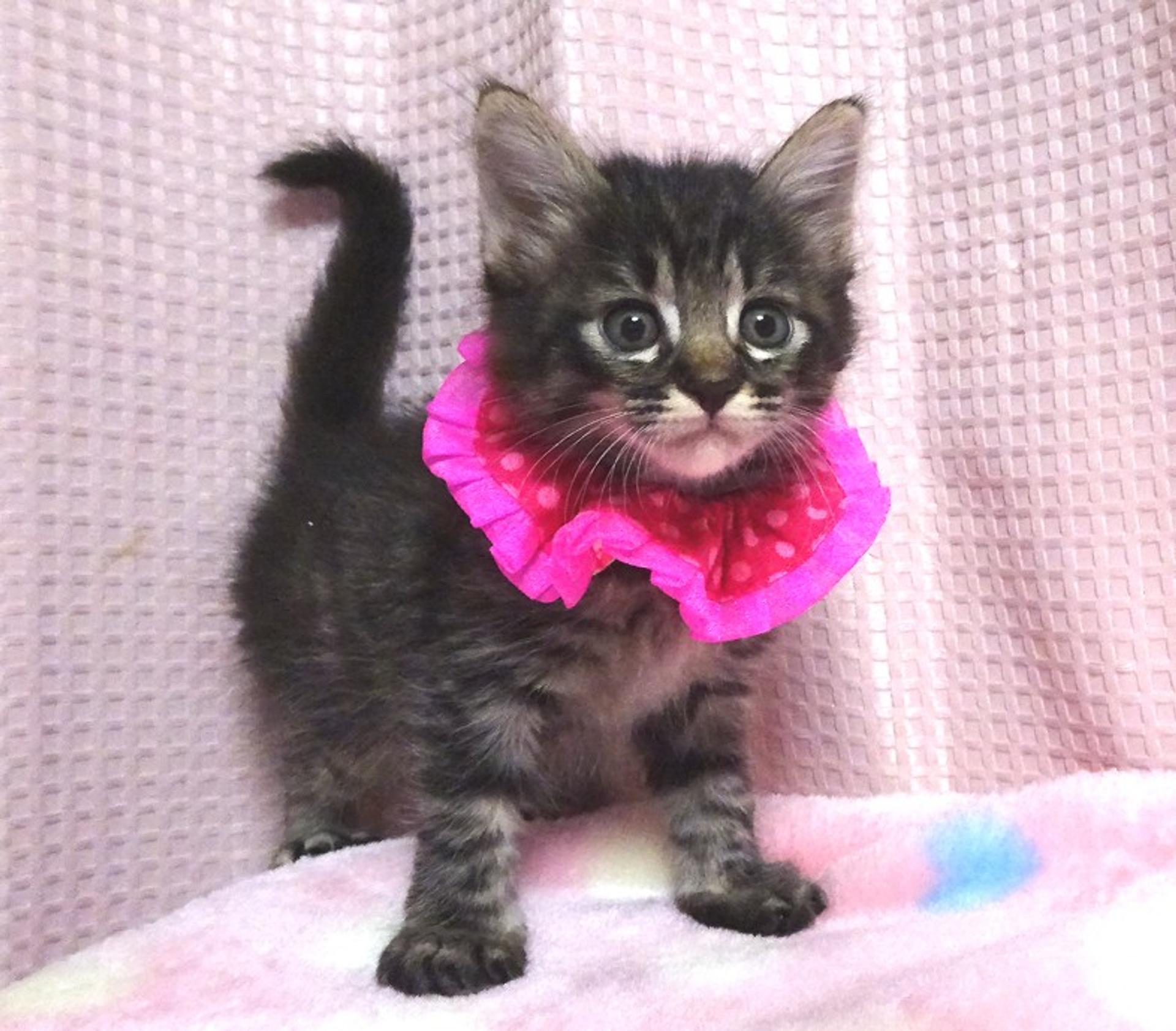 pet-image-3
