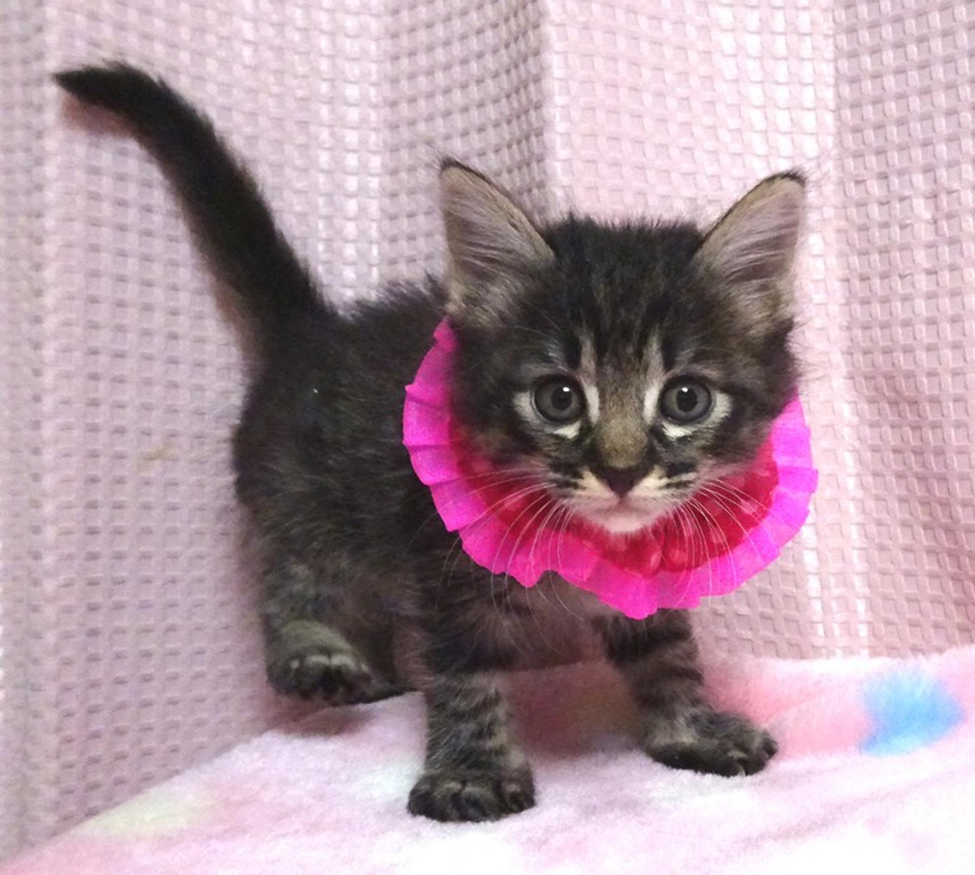 pet-image-4